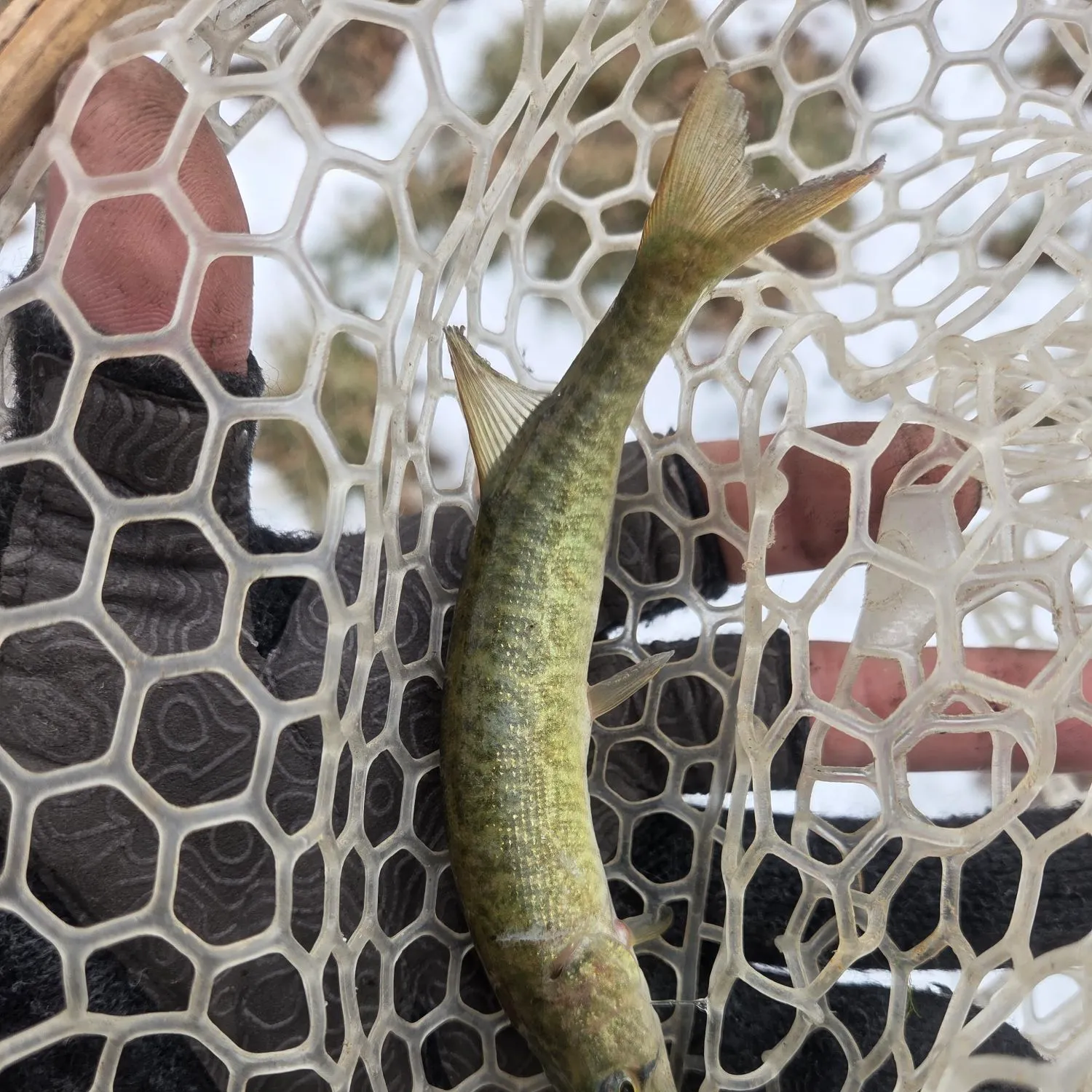The most recent Grass pickerel catches on Fishbrain