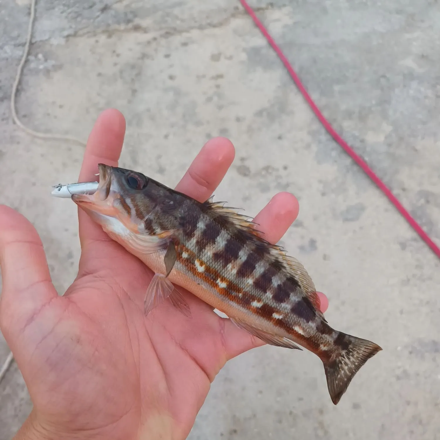 The most recent Comber catches on Fishbrain