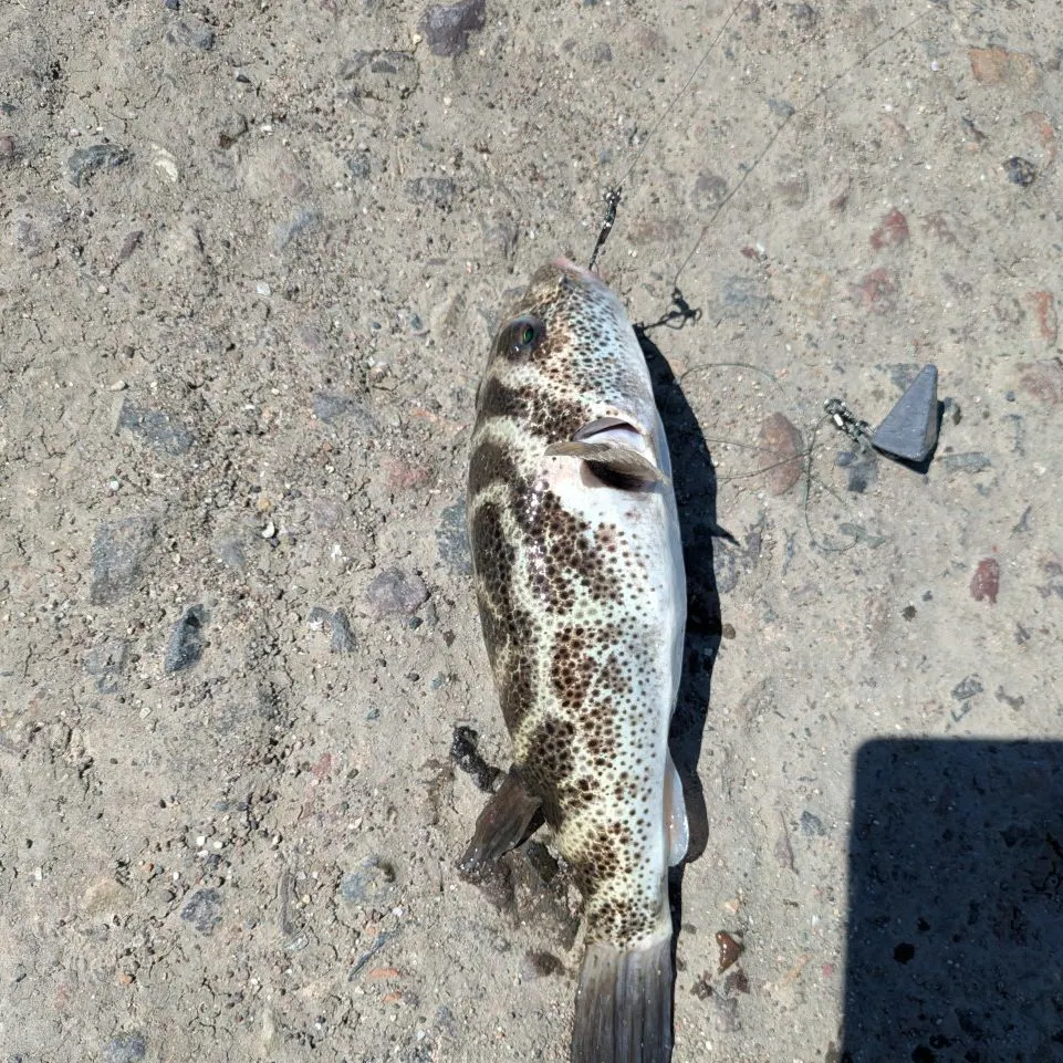 The most recent Checkered puffer catches on Fishbrain