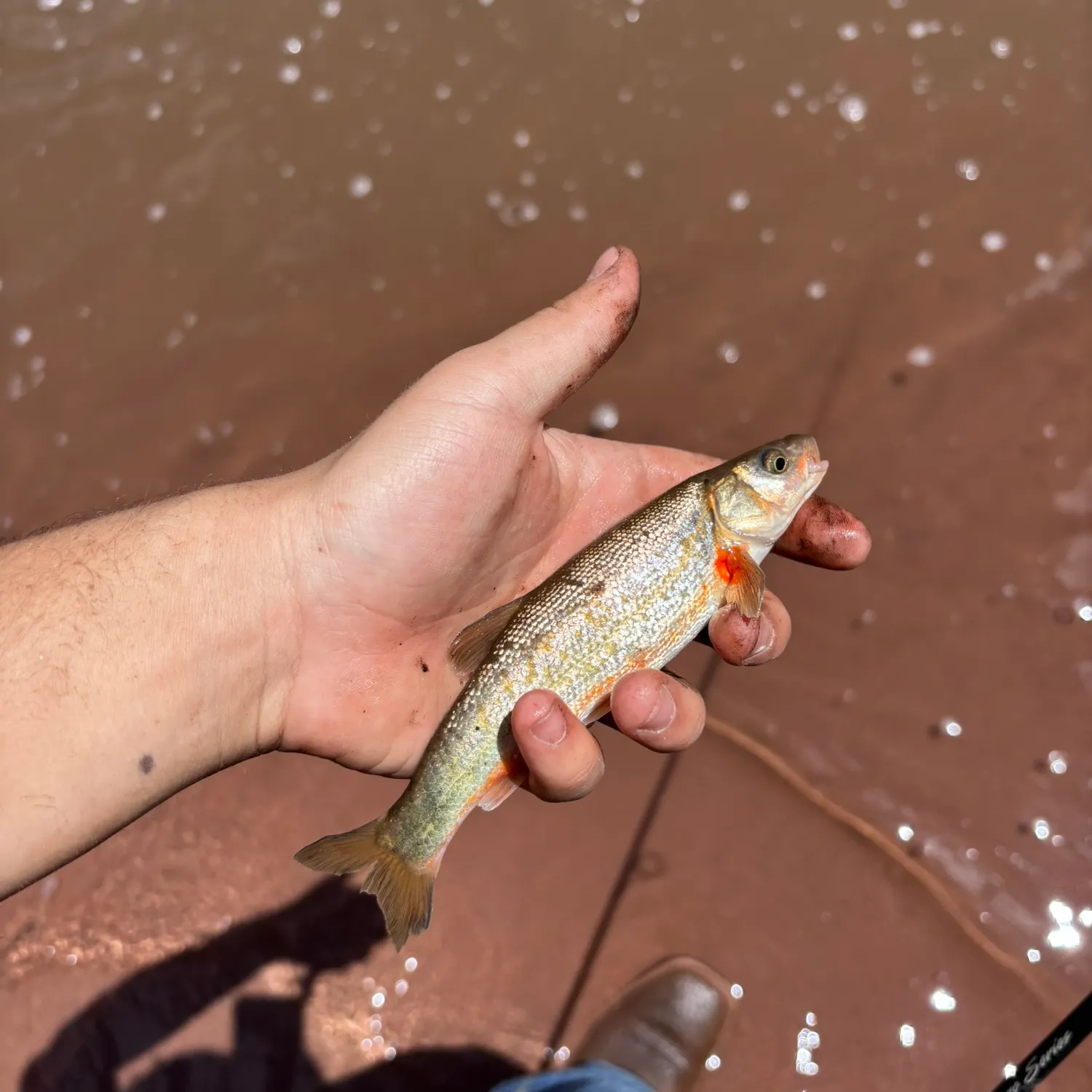 The most recent Rio Grande chub catches on Fishbrain