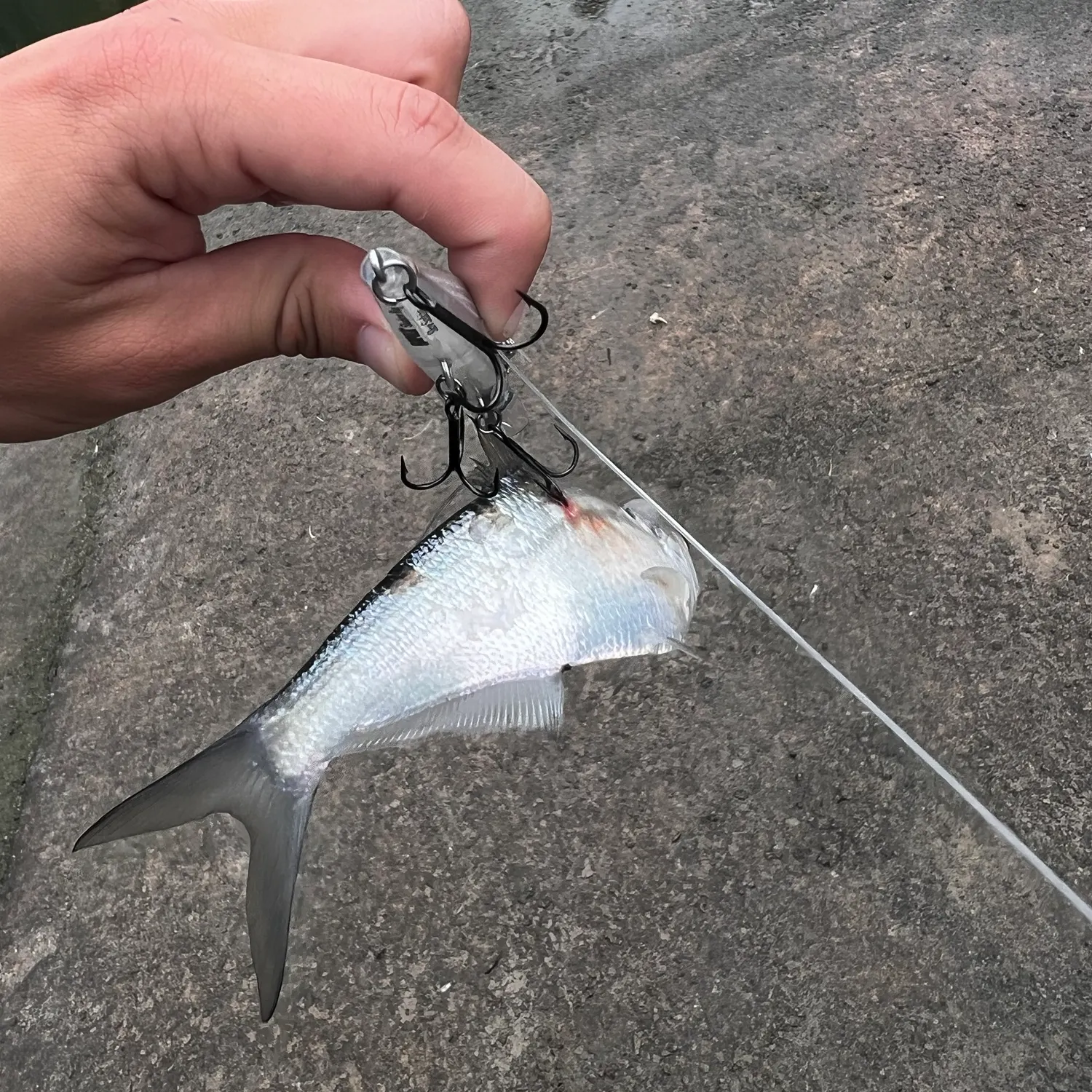 The most recent American gizzard shad catches on Fishbrain