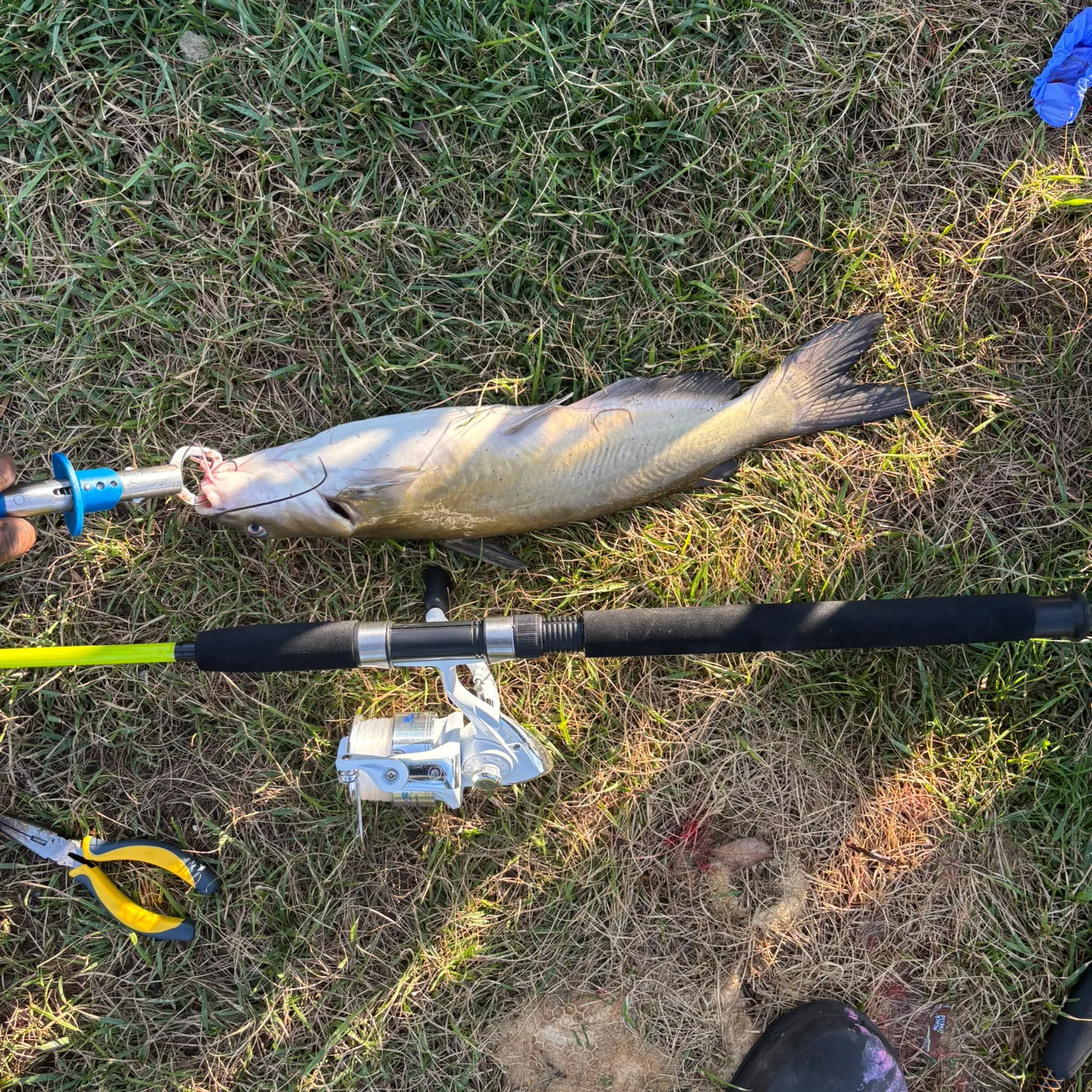 Channel catfish caught on Fishbrain