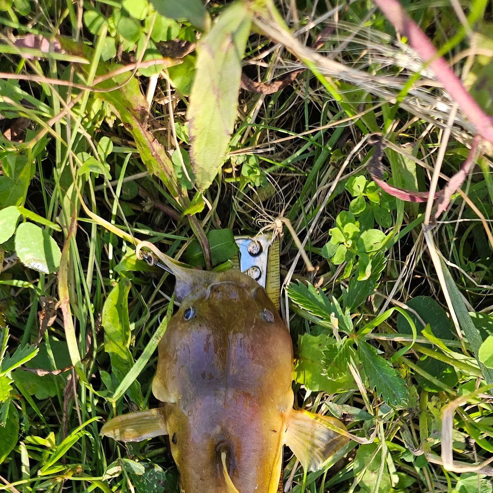 Stonecat caught on Fishbrain