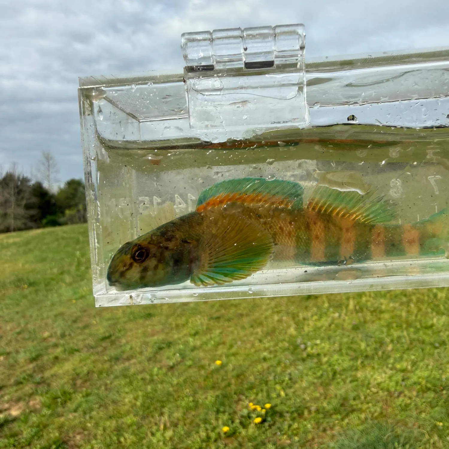 The most recent Greenside darter catches on Fishbrain