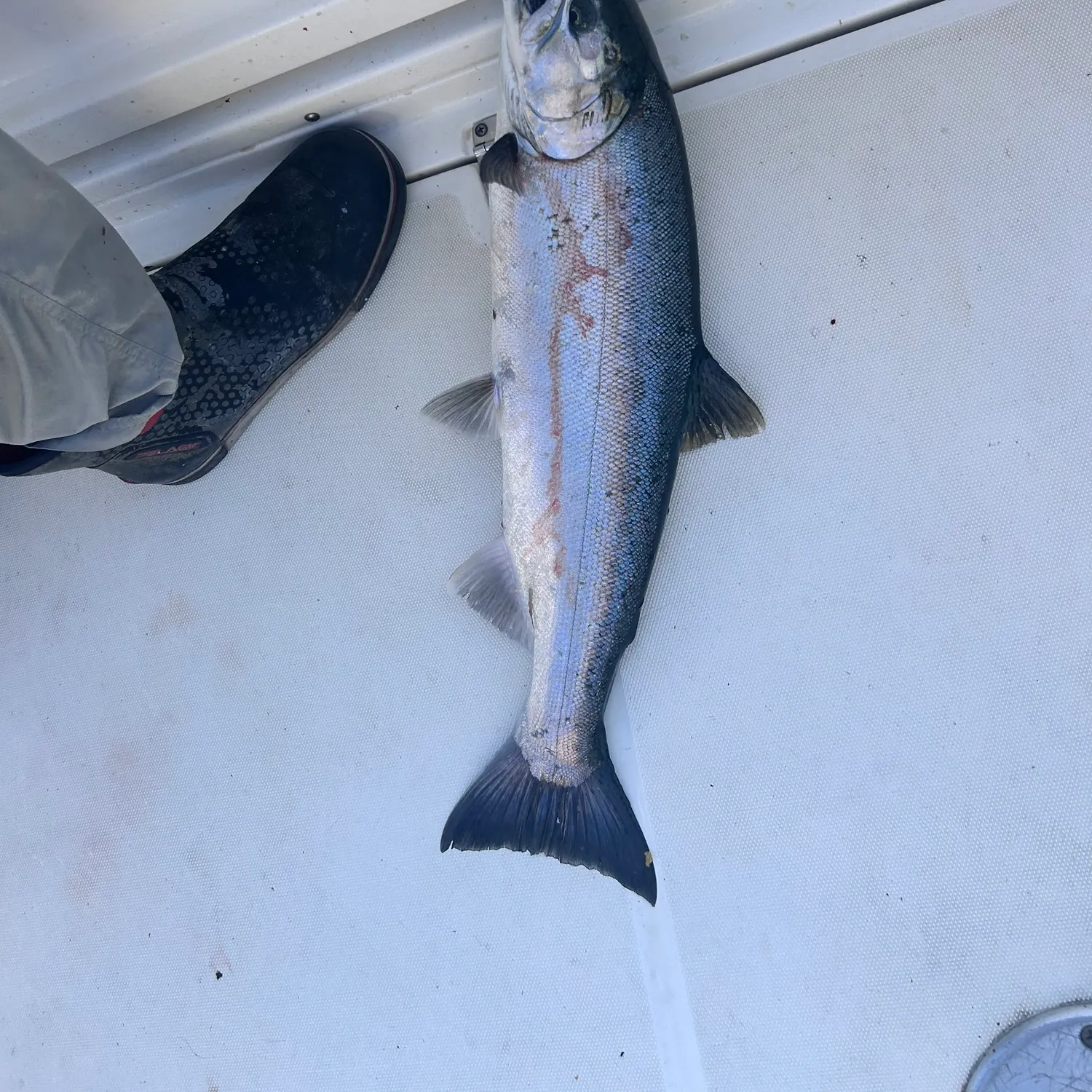 Coho salmon caught on Fishbrain