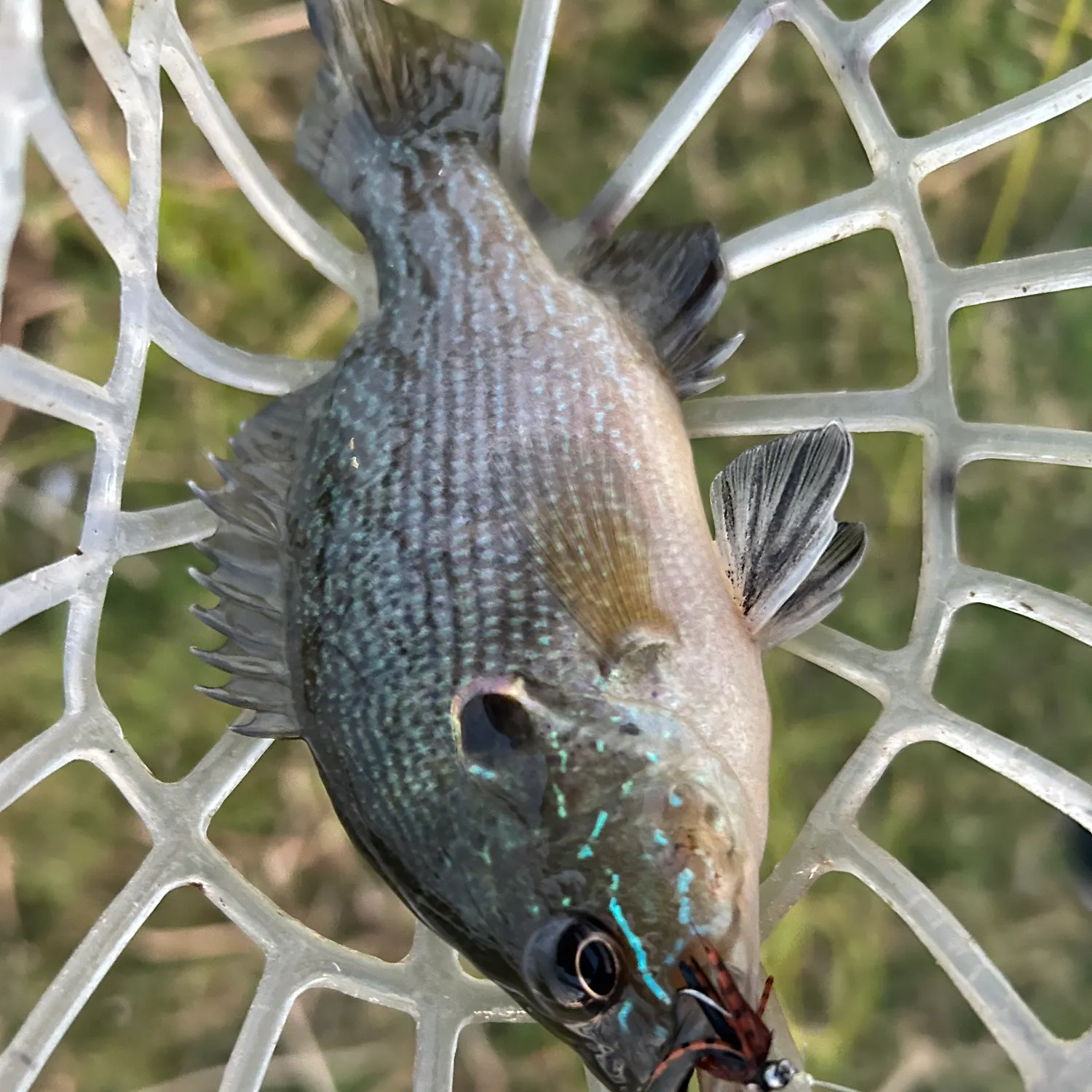 The most recent Green sunfish catches on Fishbrain