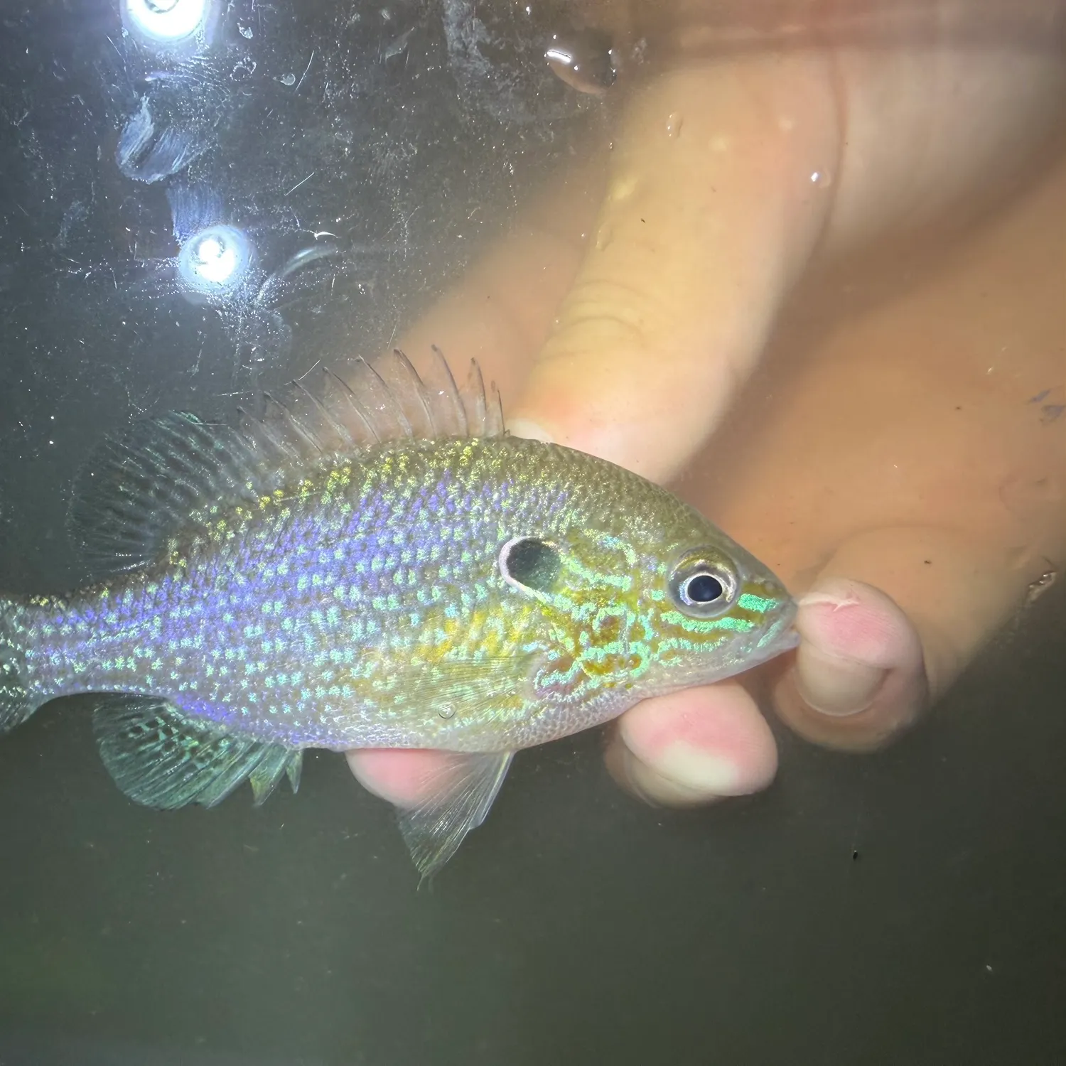 Swampland longear sunfish caught on Fishbrain