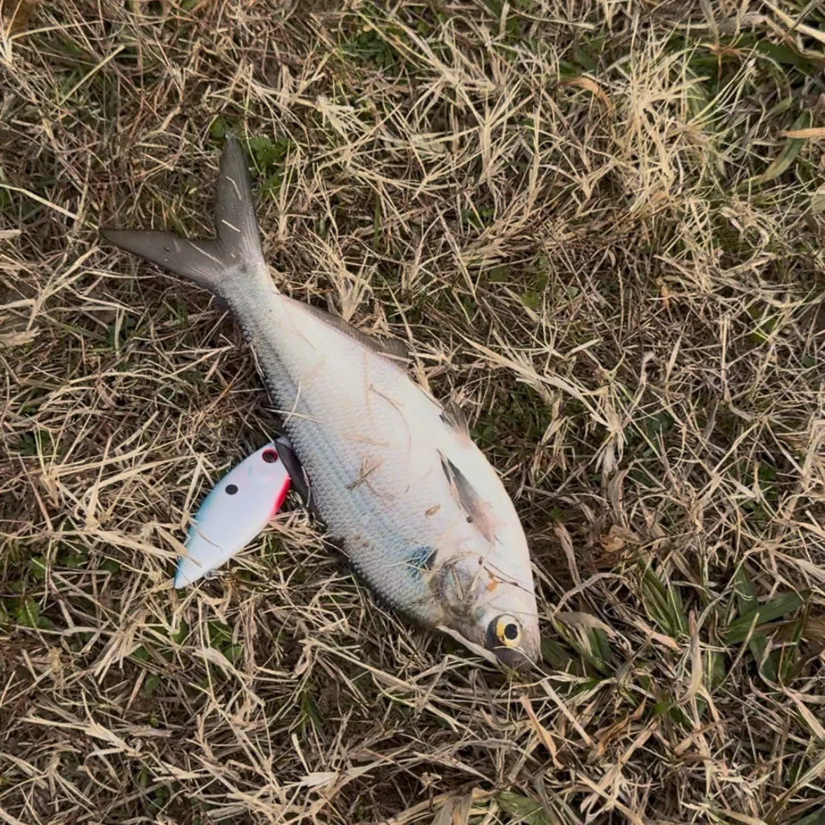 The most recent Threadfin shad catches on Fishbrain