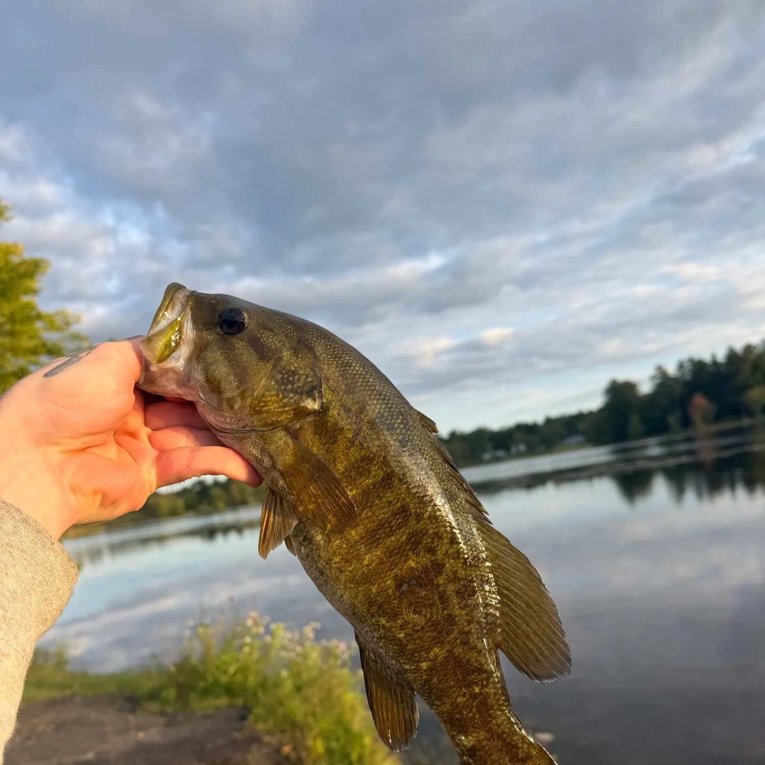 Smallmouth bass caught on Fishbrain