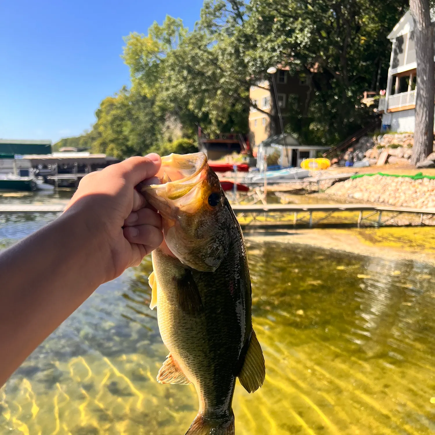 Largemouth bass caught on Fishbrain