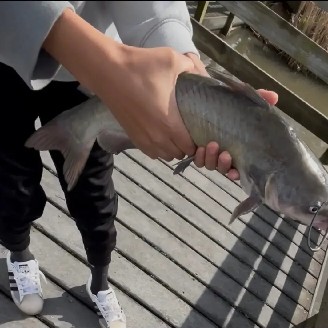 Blue catfish caught on Fishbrain