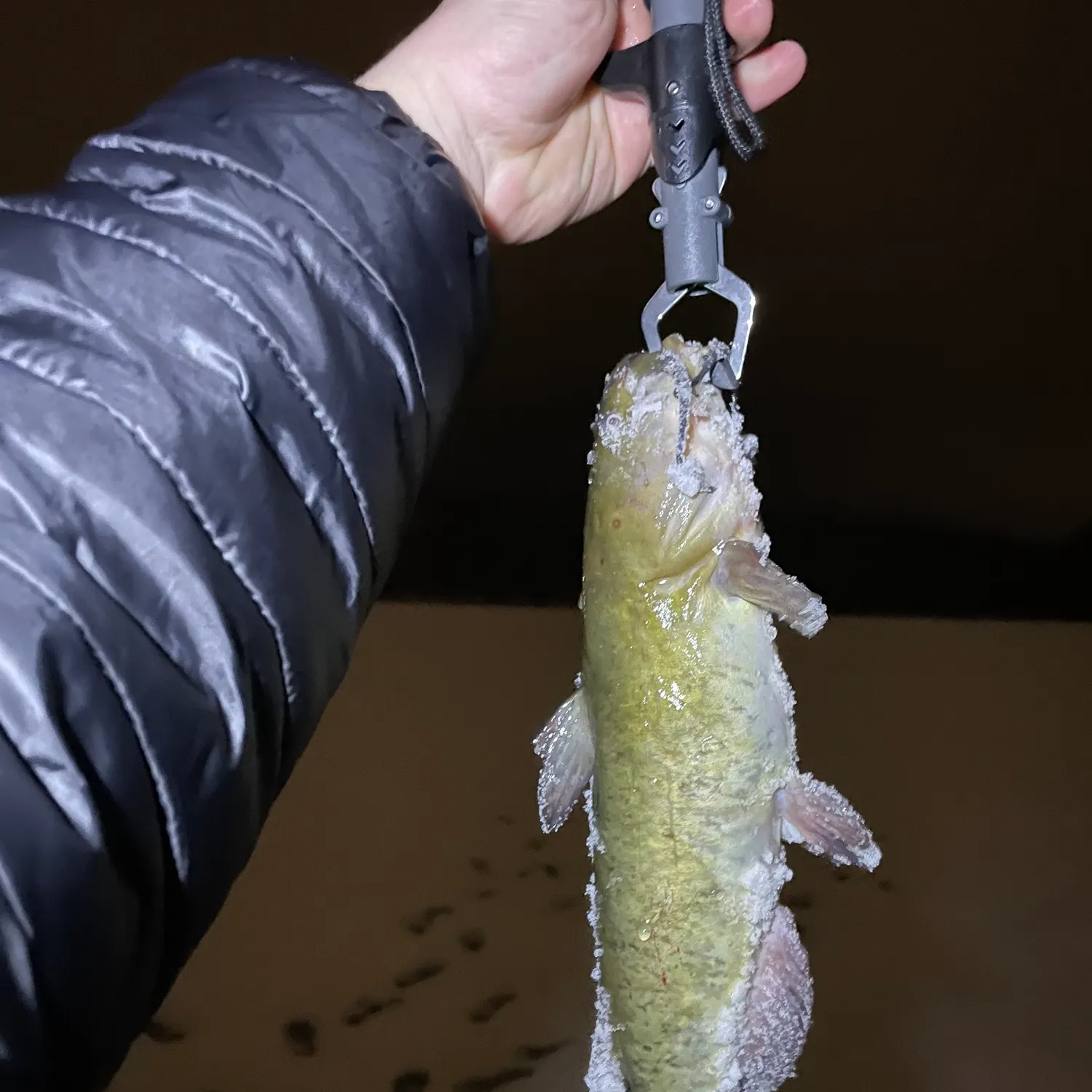 The most recent Brown bullhead catches on Fishbrain