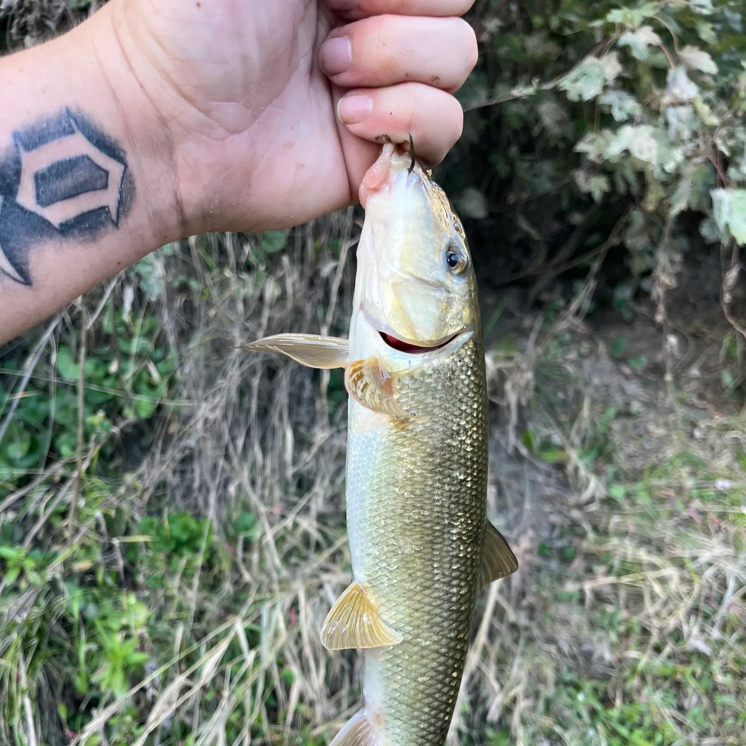 Fish caught on Fishbrain