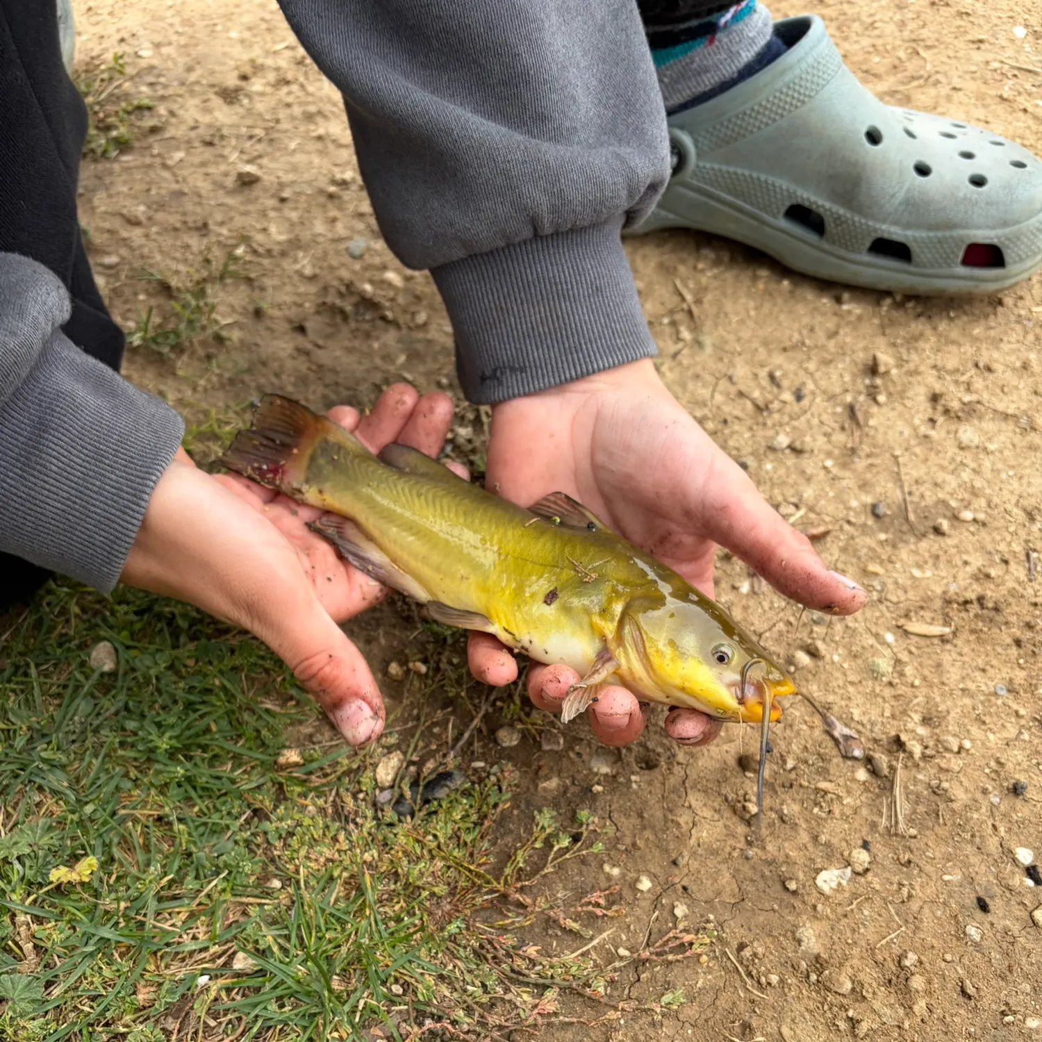 Yellow bullhead caught on Fishbrain