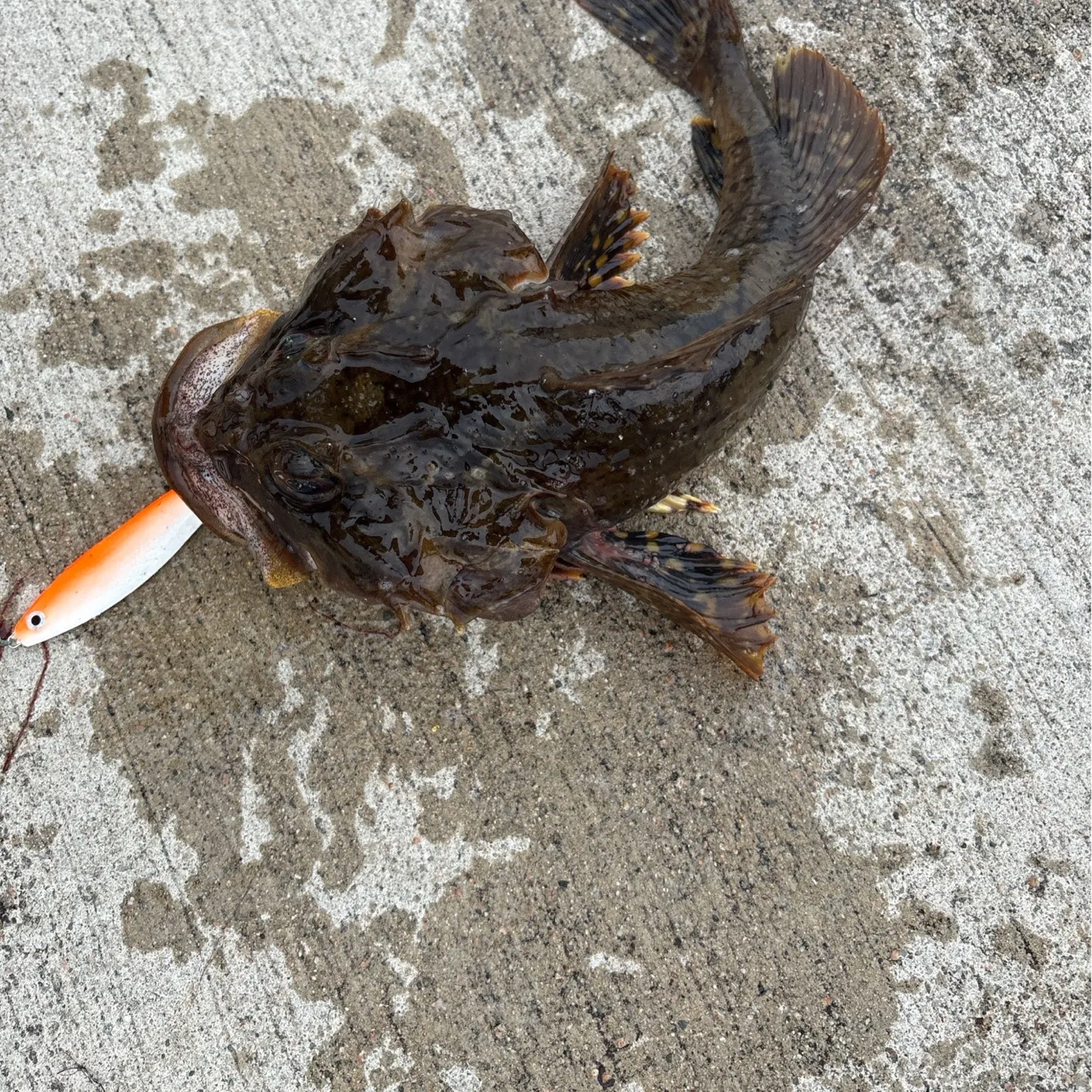 The most recent Shorthorn sculpin catches on Fishbrain