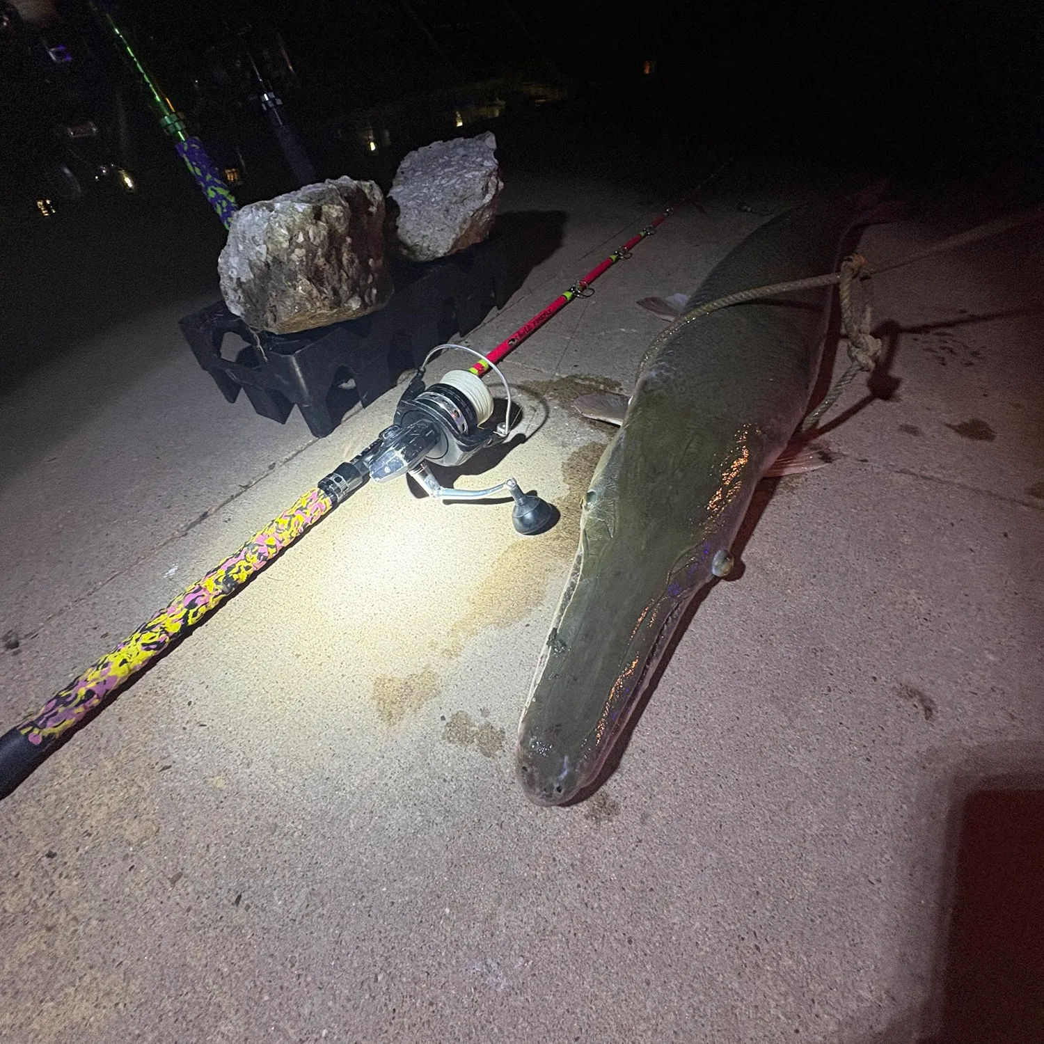 The most recent Alligator gar catches on Fishbrain