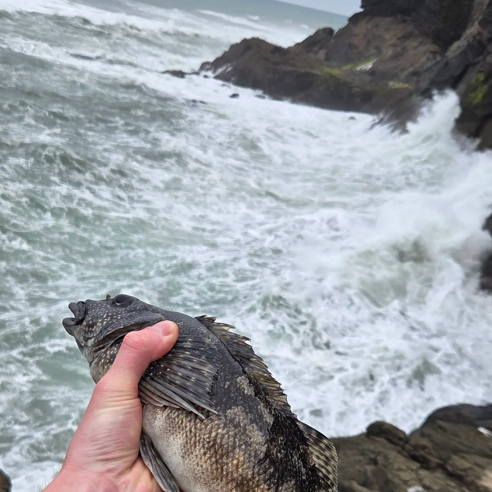 The most recent Rock cod catches on Fishbrain