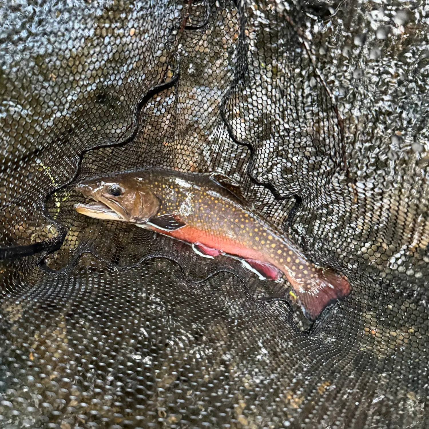 Brook trout caught on Fishbrain