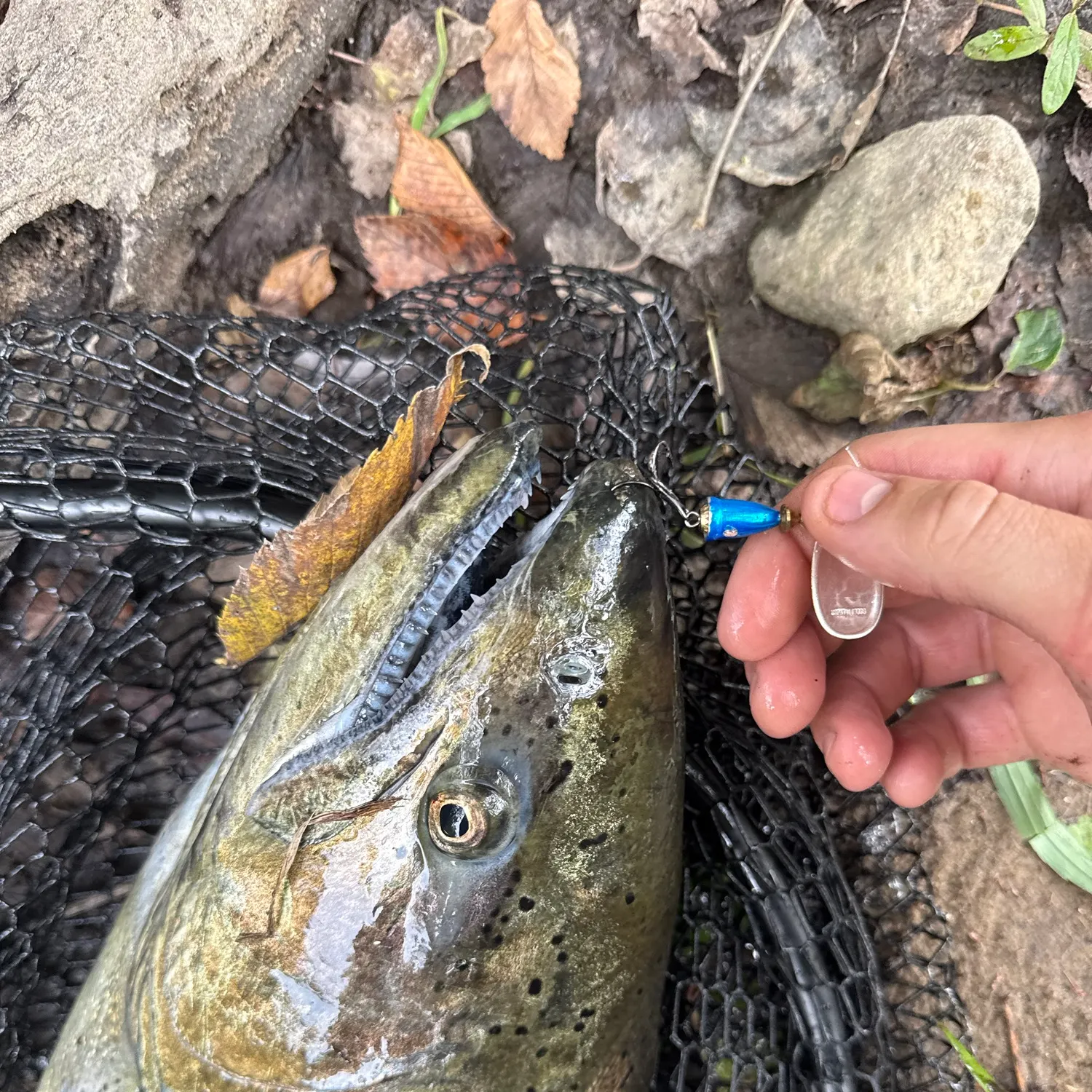 Chinook salmon caught on Fishbrain