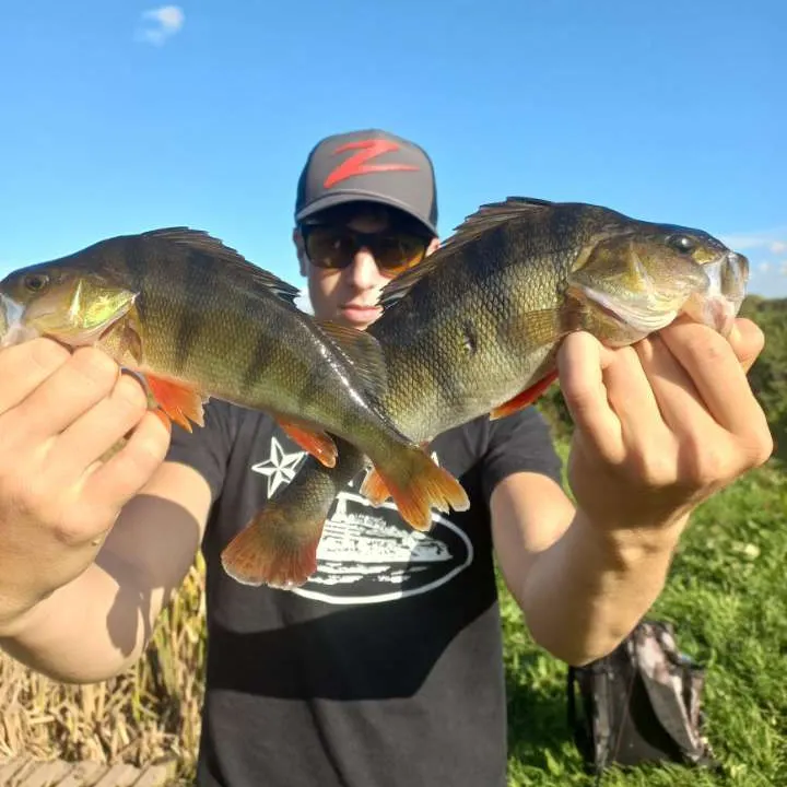 European perch caught on Fishbrain