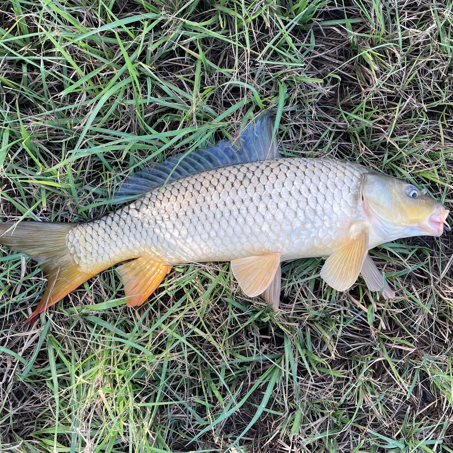 Common carp caught on Fishbrain