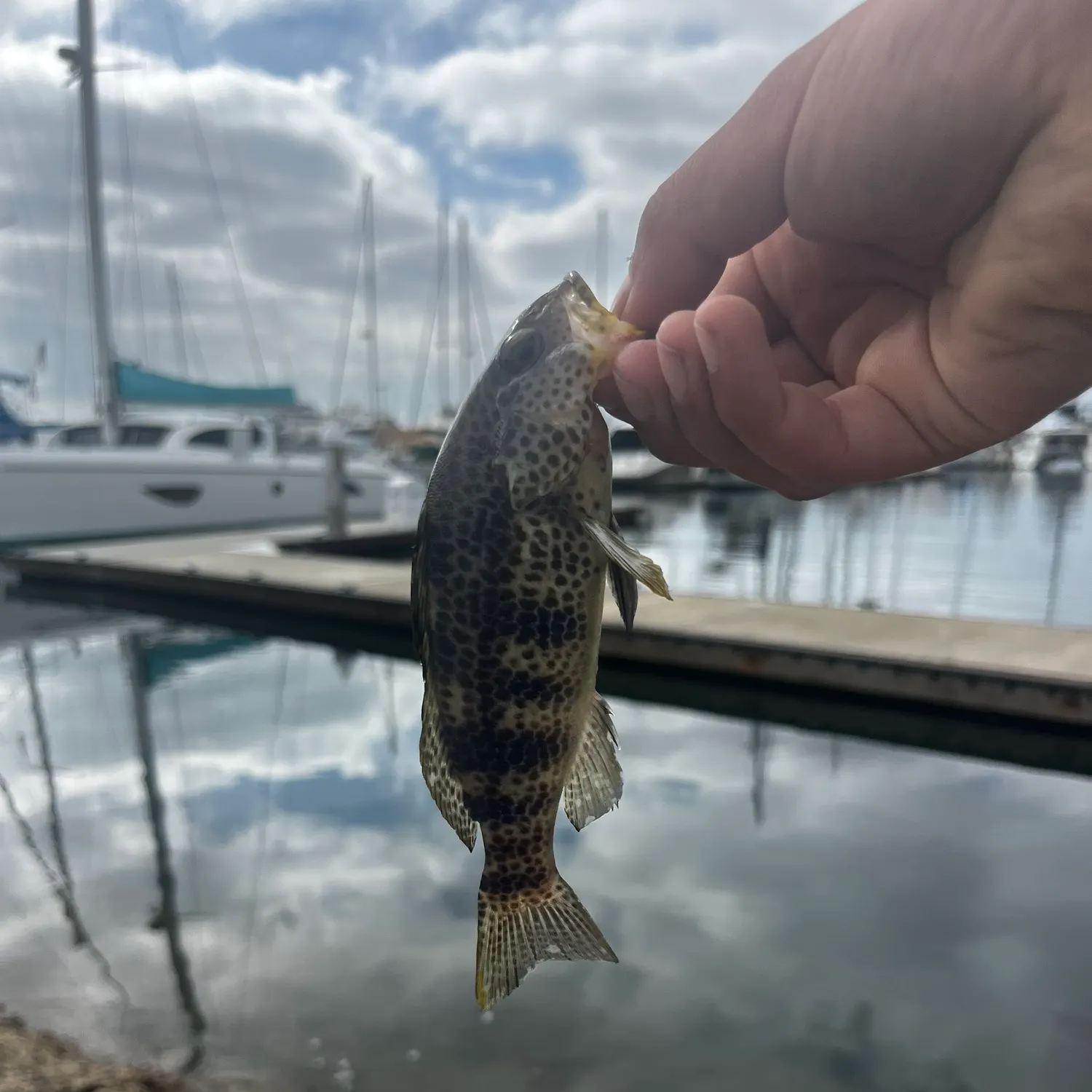 Fish caught on Fishbrain