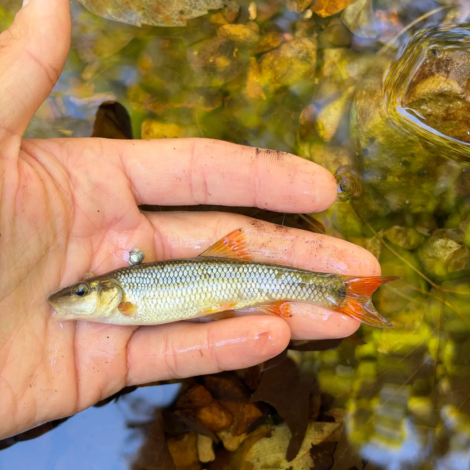 Redspot chub caught on Fishbrain