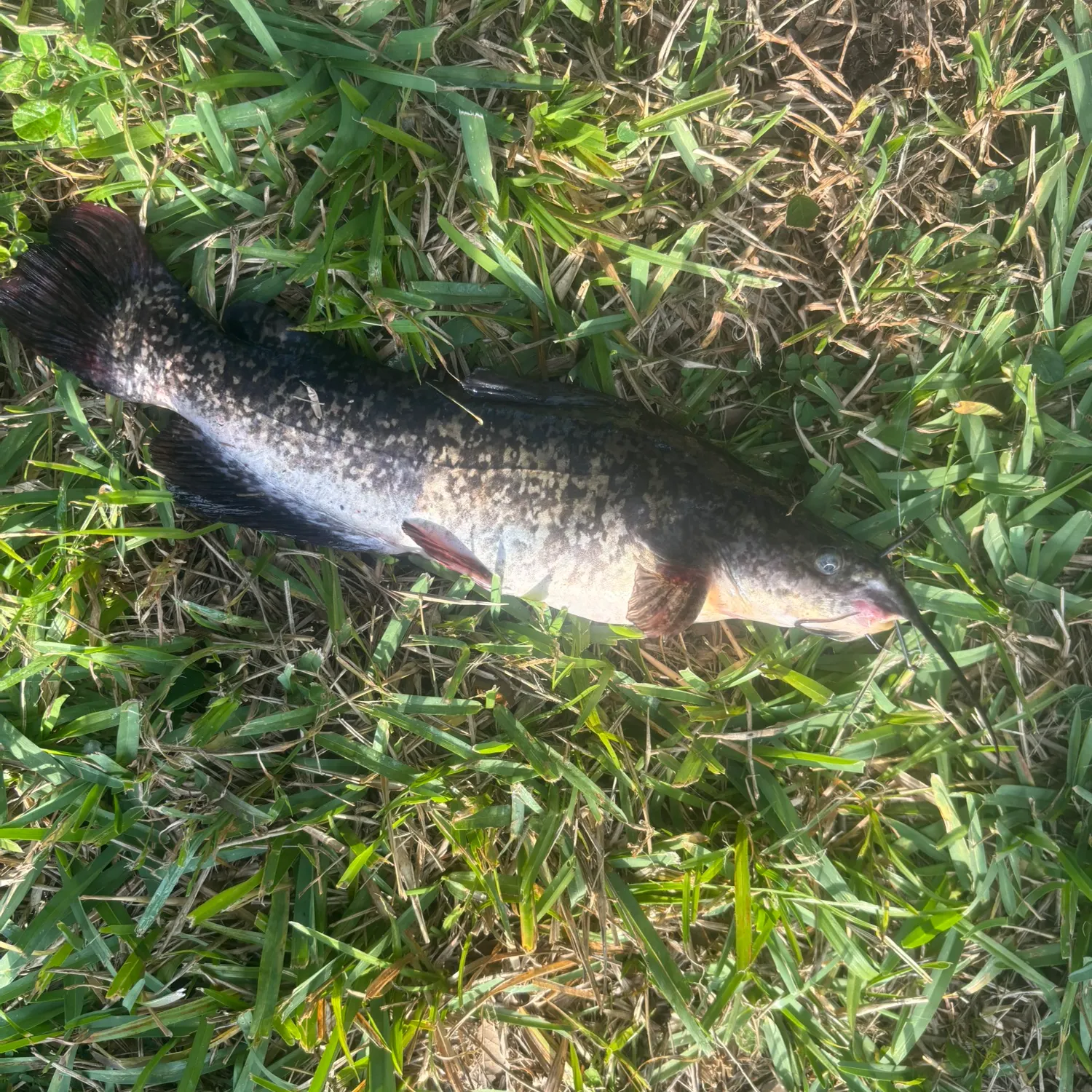 The most recent Spotted bullhead catches on Fishbrain