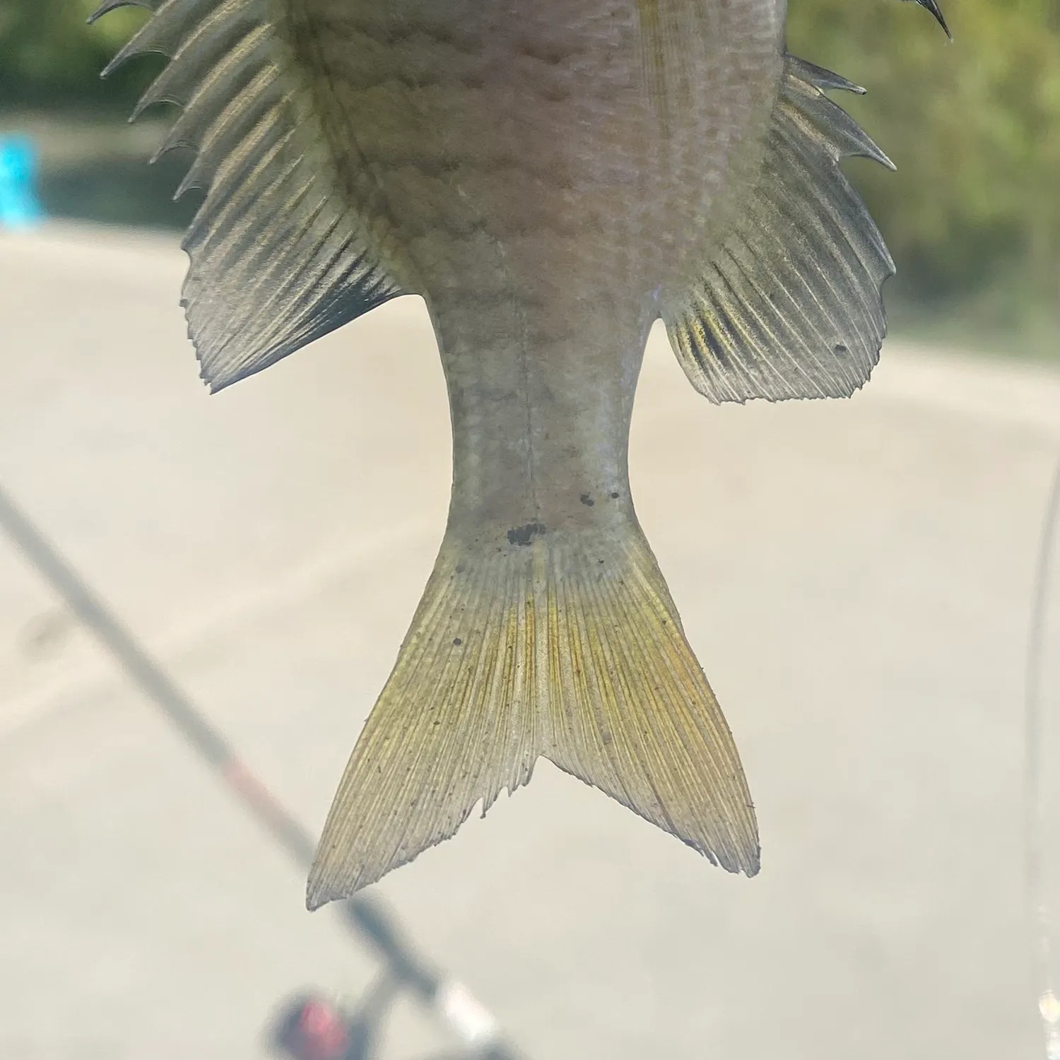 Bluegill caught on Fishbrain