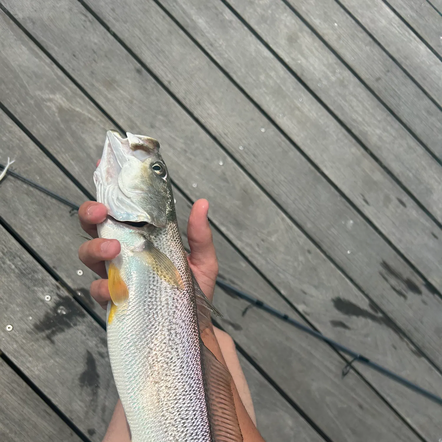 most liked catch image