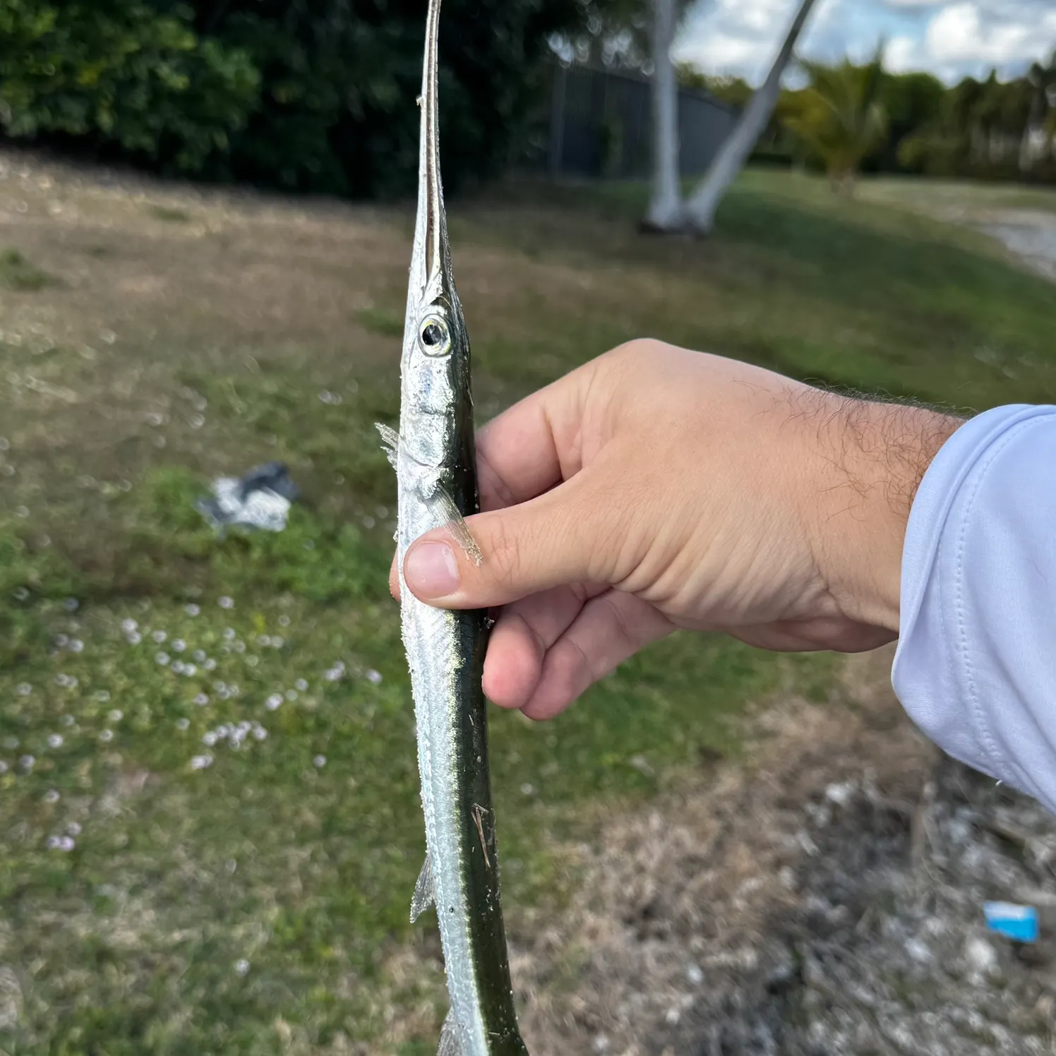 The most recent Longnose gar catches on Fishbrain