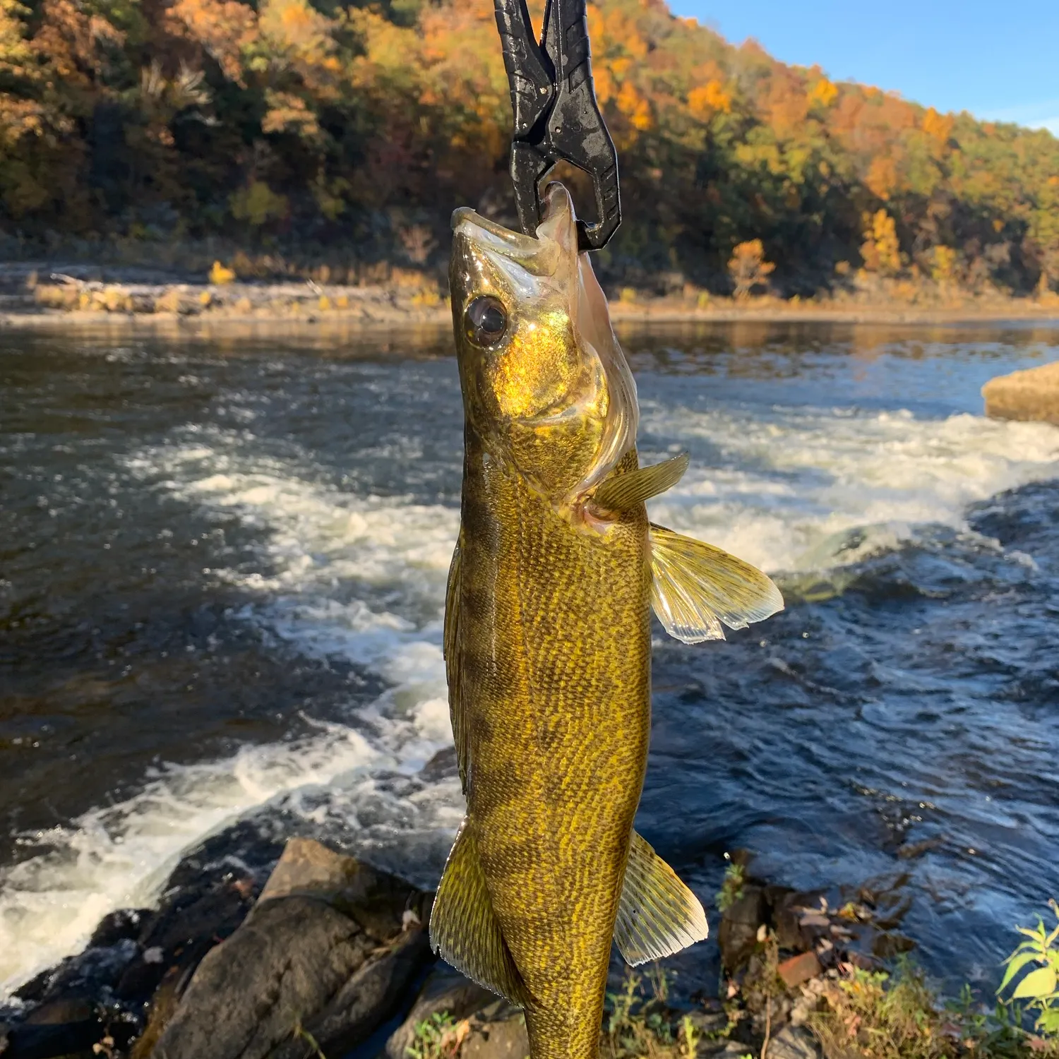 Walleye caught on Fishbrain