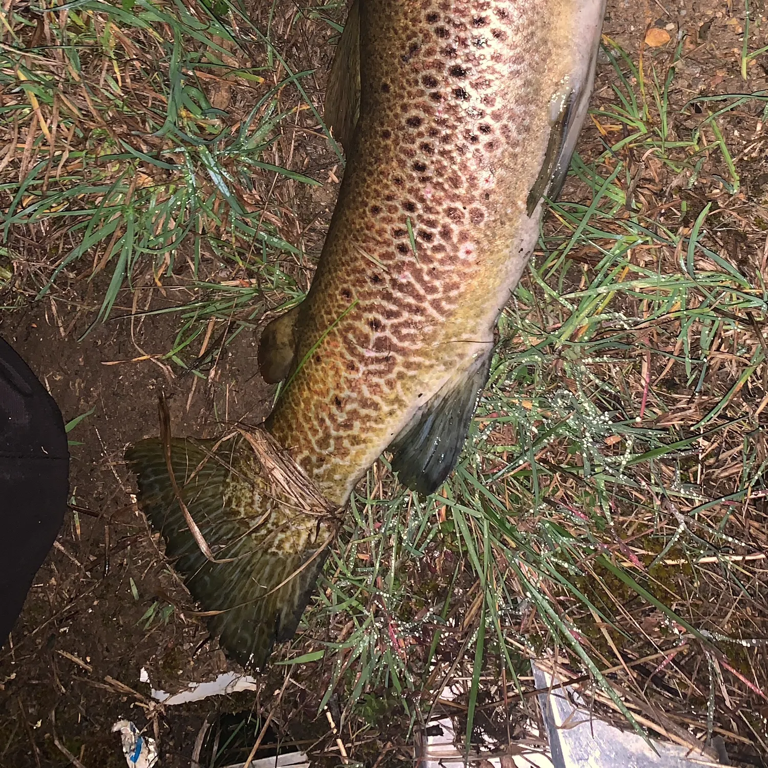 Brown trout caught on Fishbrain