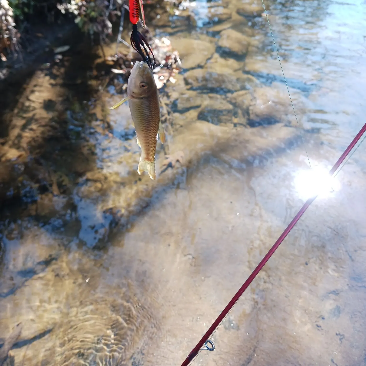 The most recent Fallfish catches on Fishbrain