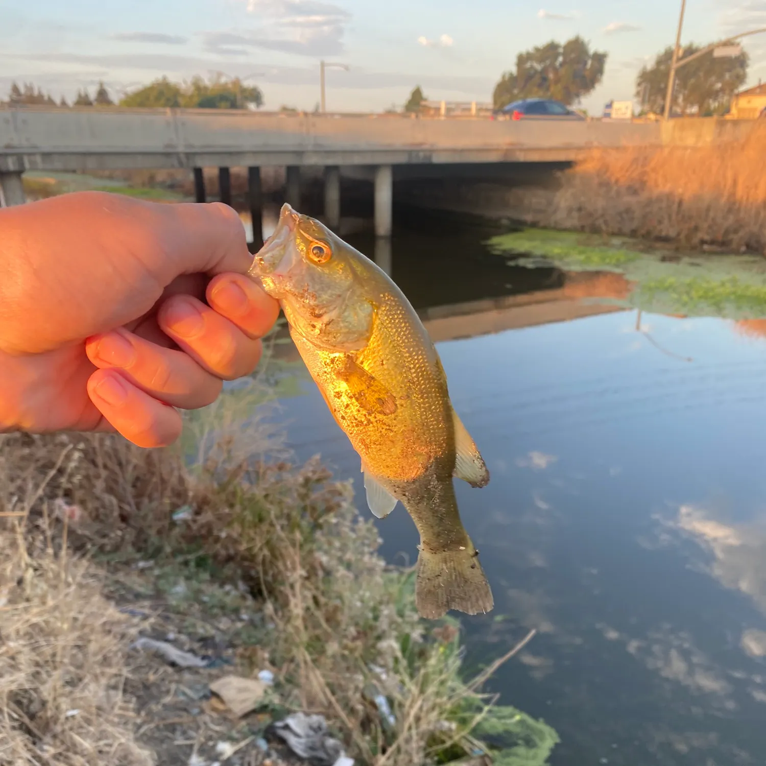 catch