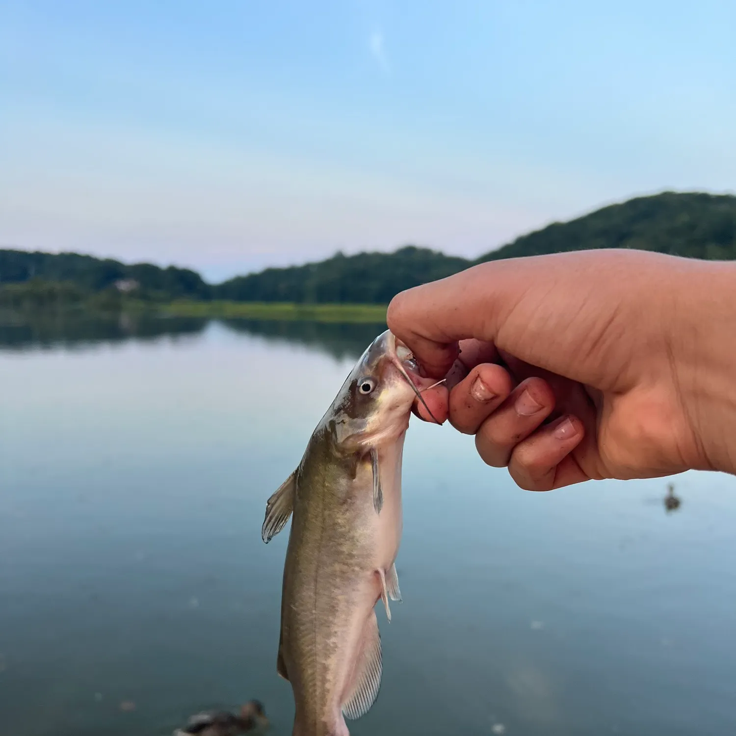 Yellow bullhead caught on Fishbrain
