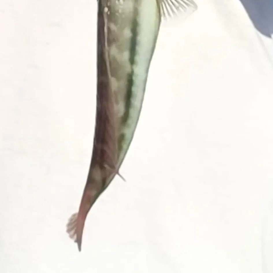 Mediterranean rainbow wrasse caught on Fishbrain