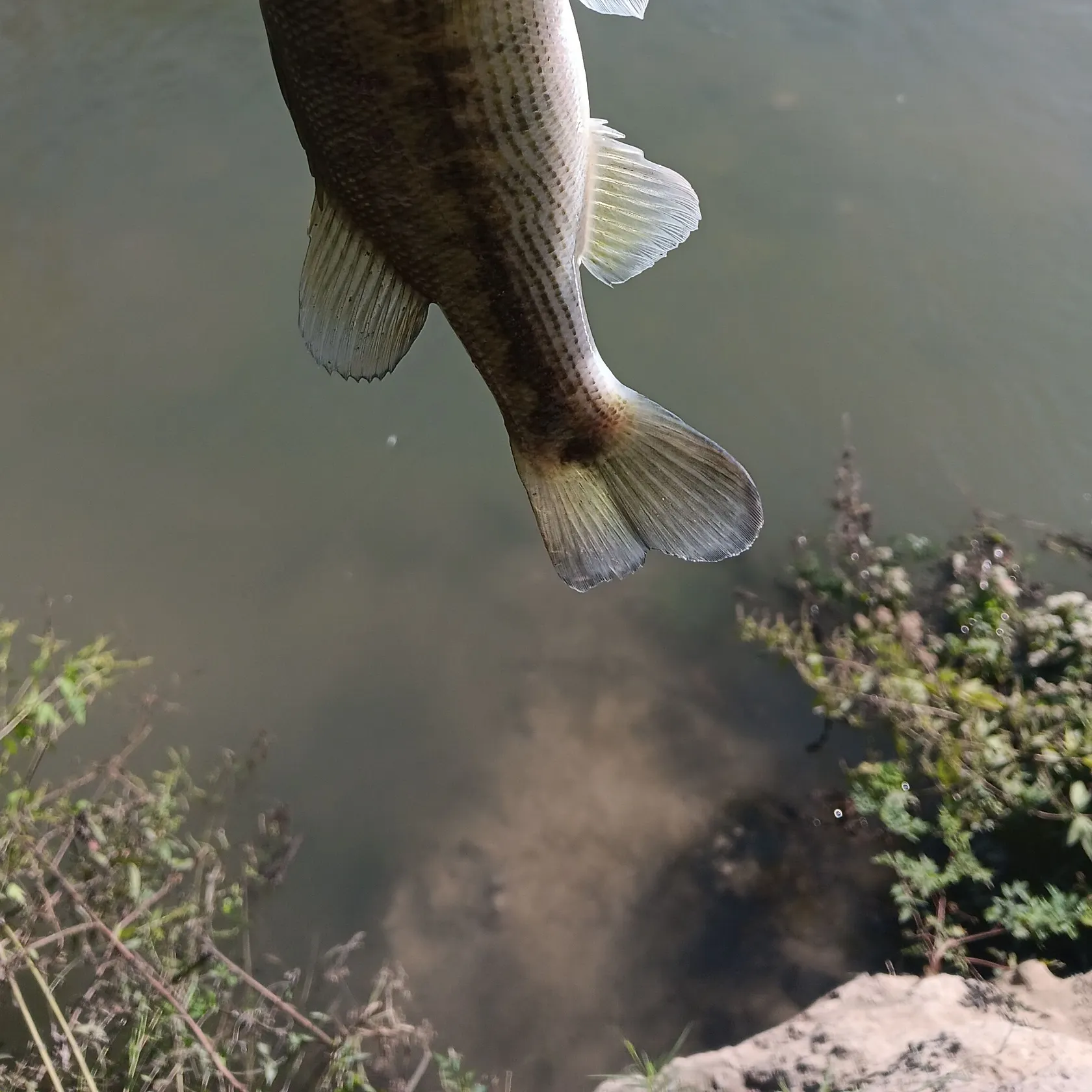 Guadalupe bass caught on Fishbrain