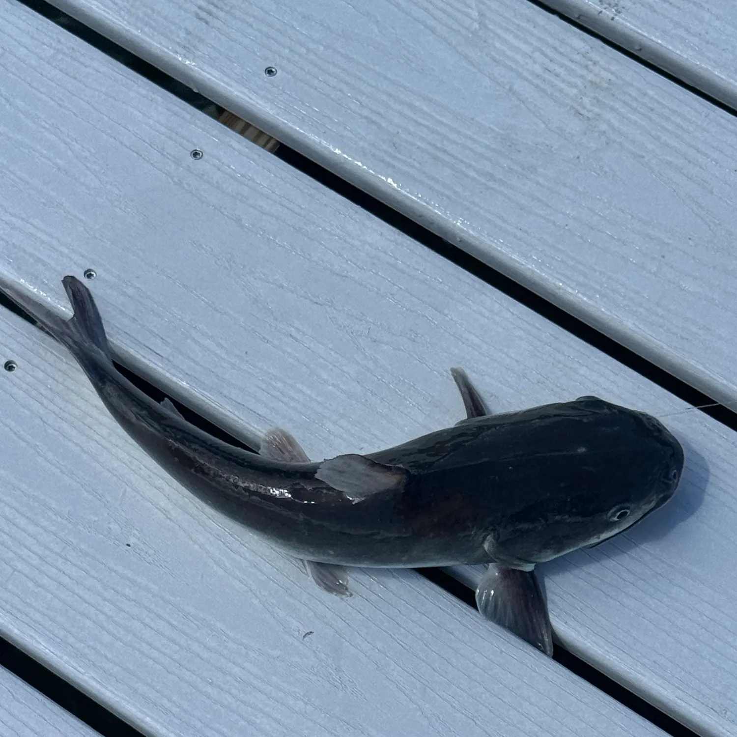 Hardhead sea catfish caught on Fishbrain
