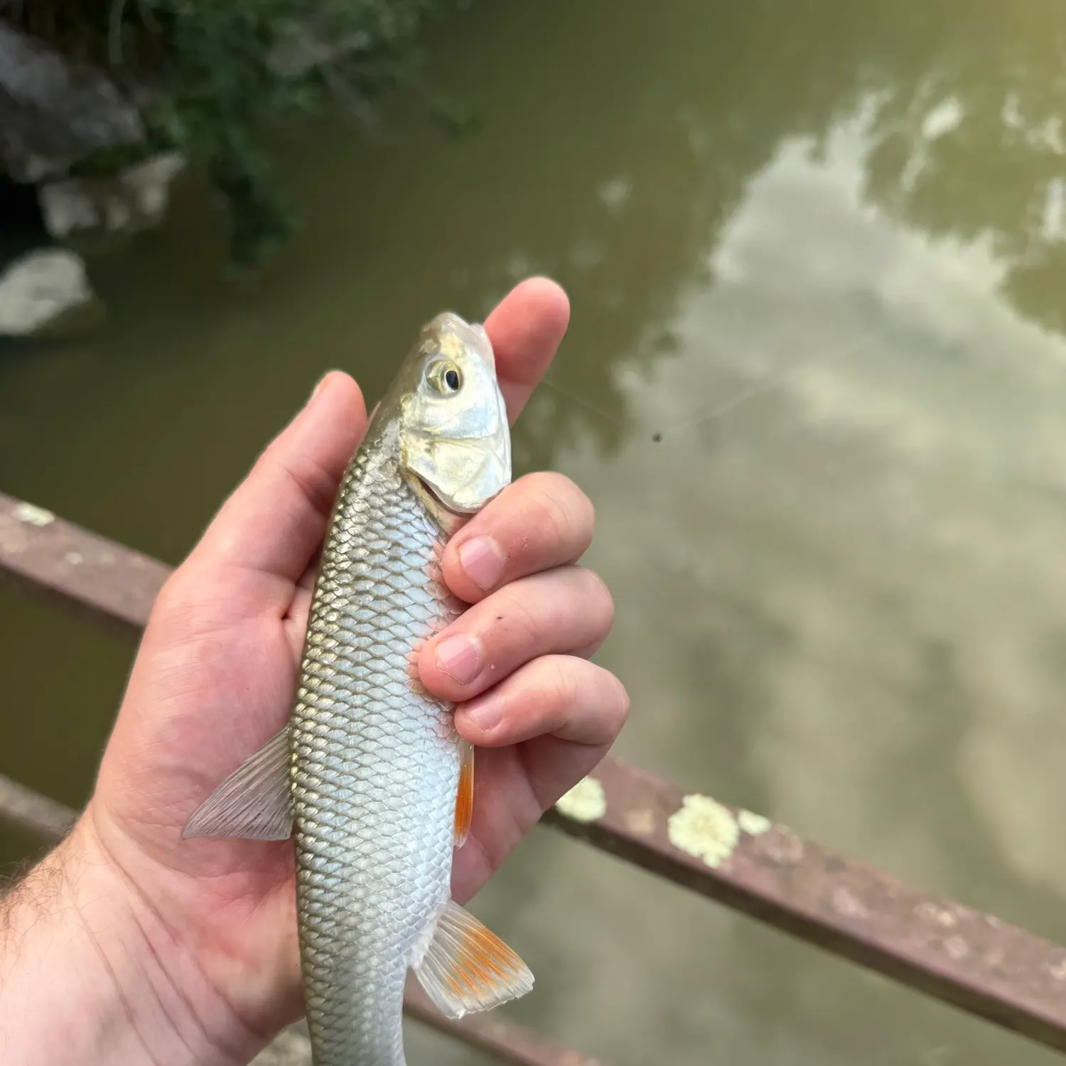 European chub caught on Fishbrain