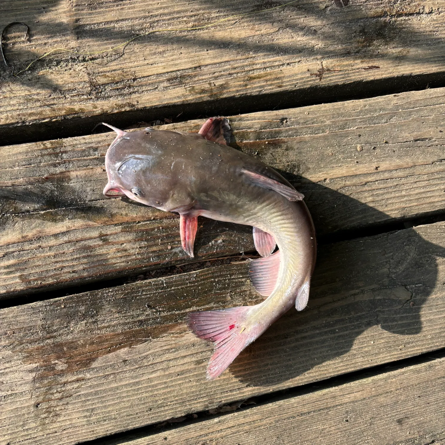 Fish caught on Fishbrain