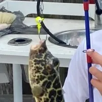 The most recent Southern puffer catches on Fishbrain
