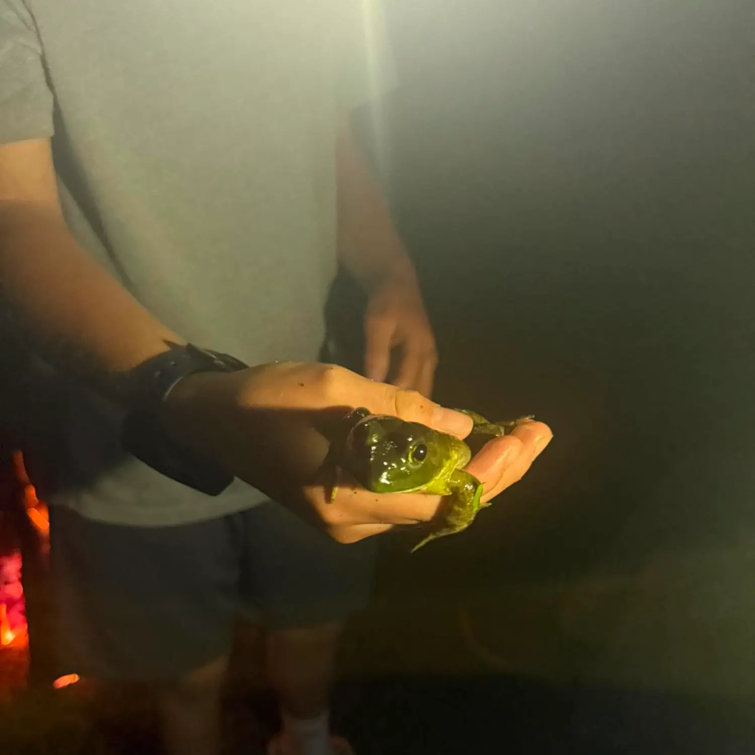 American bullfrog caught on Fishbrain
