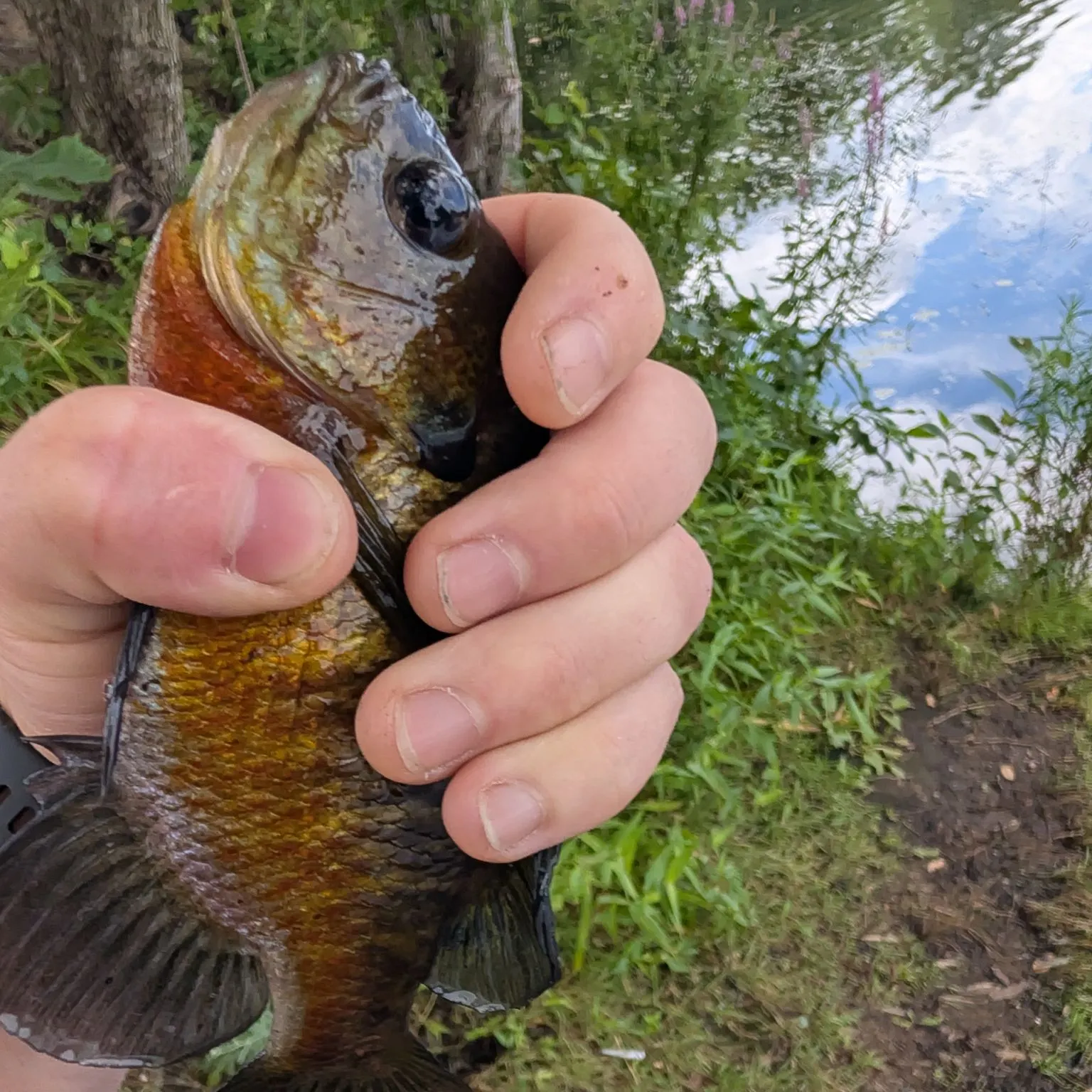 Bluegill caught on Fishbrain