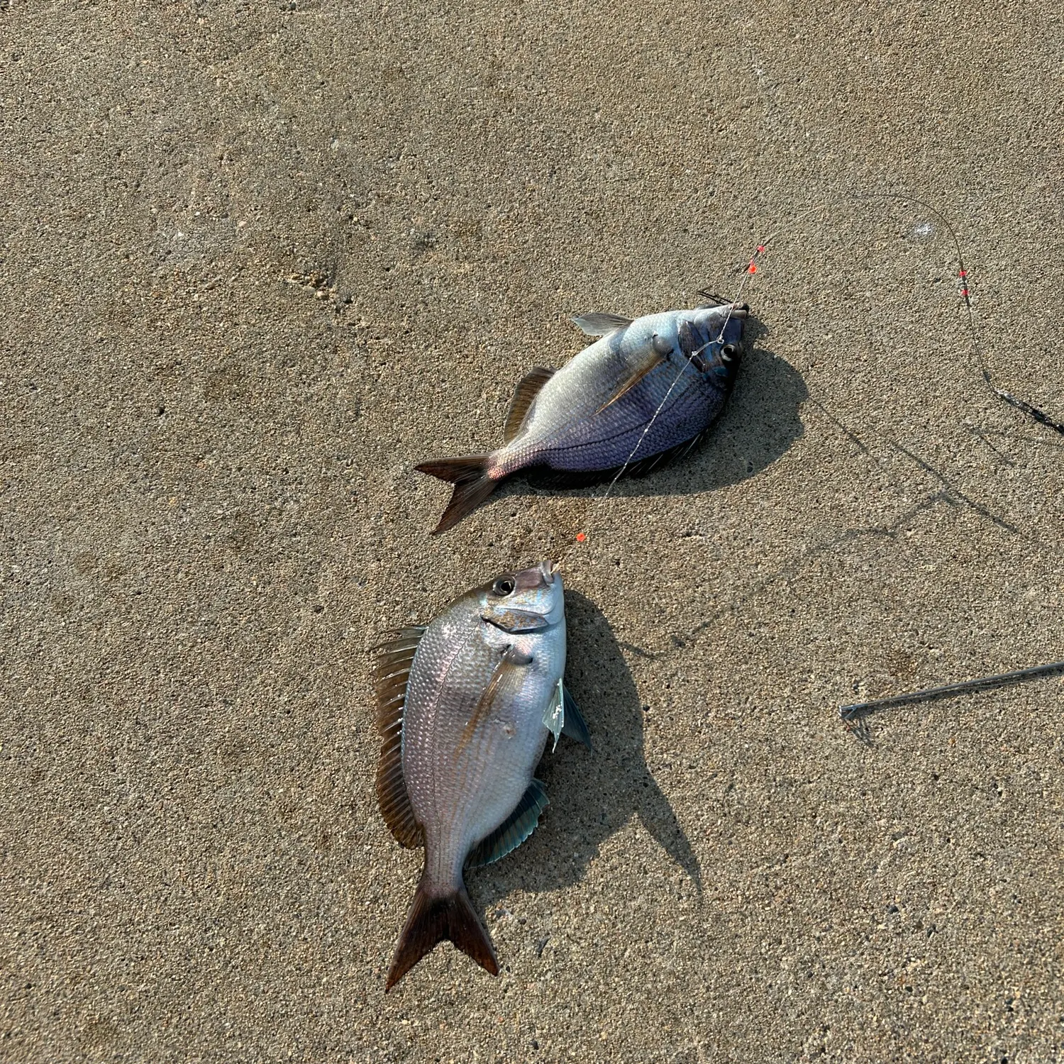 Scup caught on Fishbrain