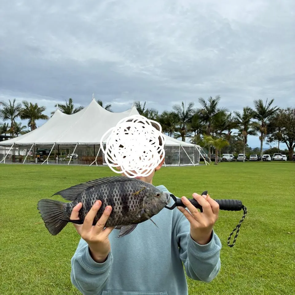 The most recent Redbreast tilapia catches on Fishbrain