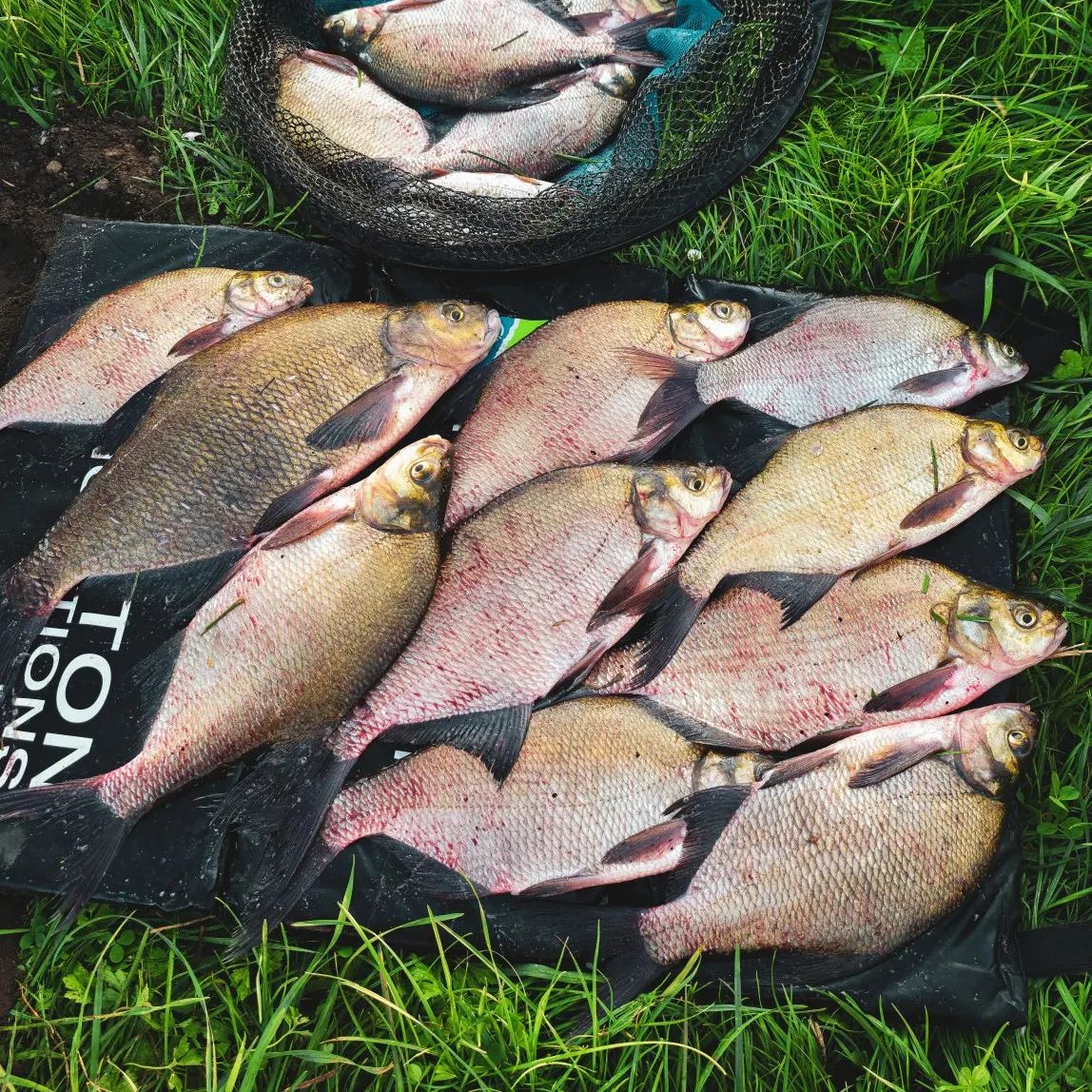 Common bream caught on Fishbrain