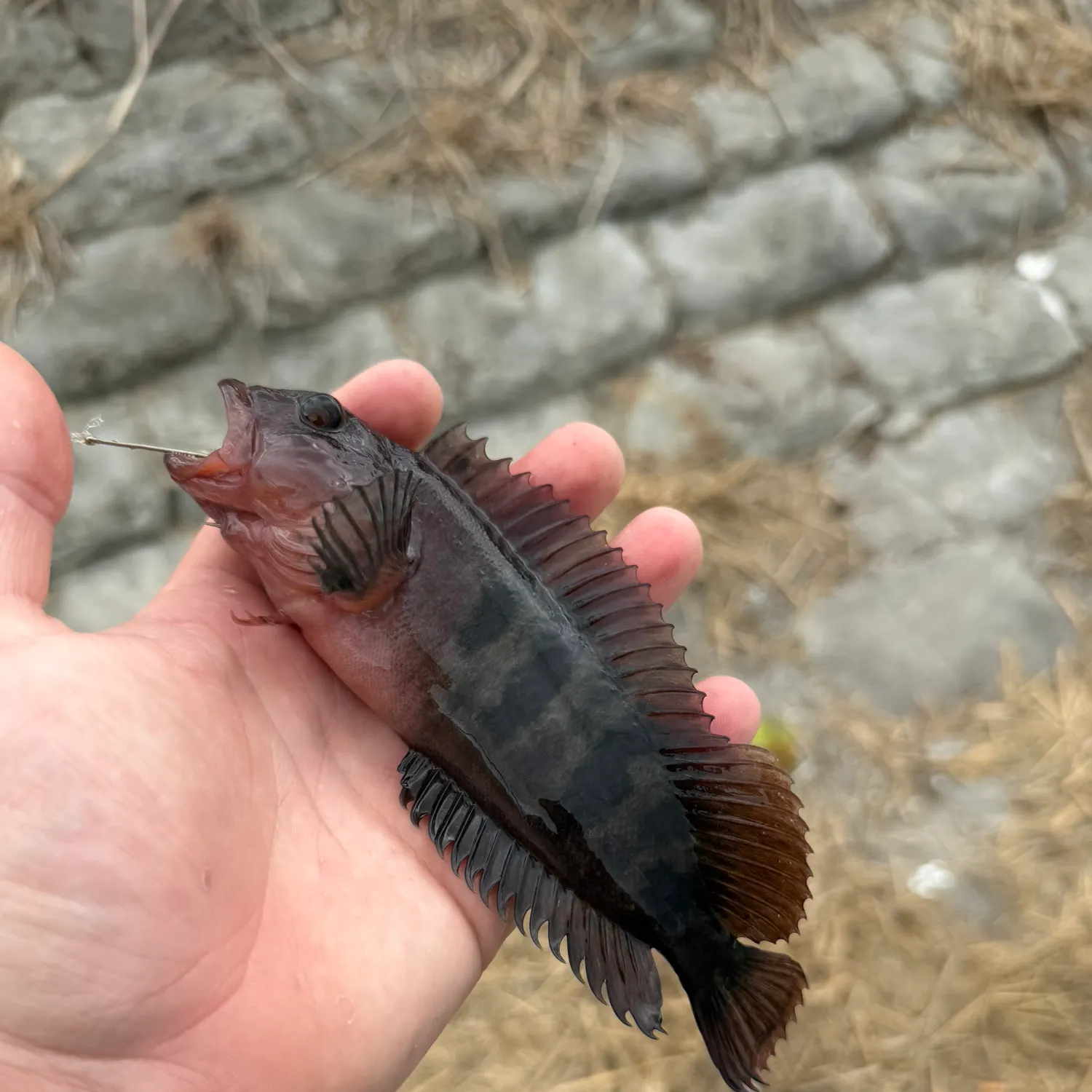 The most recent Hairy blenny catches on Fishbrain