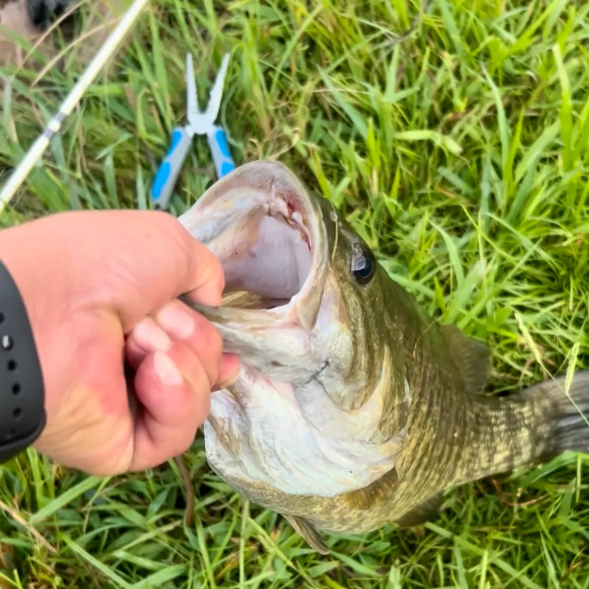Smallmouth bass caught on Fishbrain
