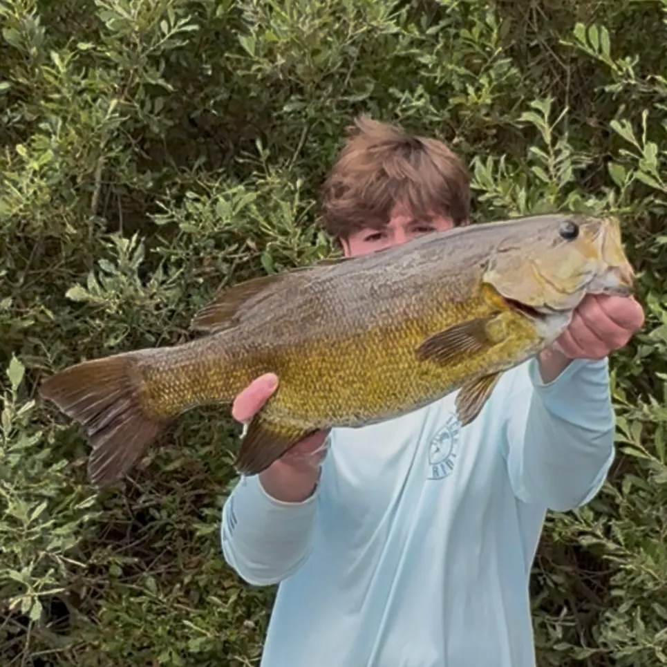 Smallmouth bass caught on Fishbrain
